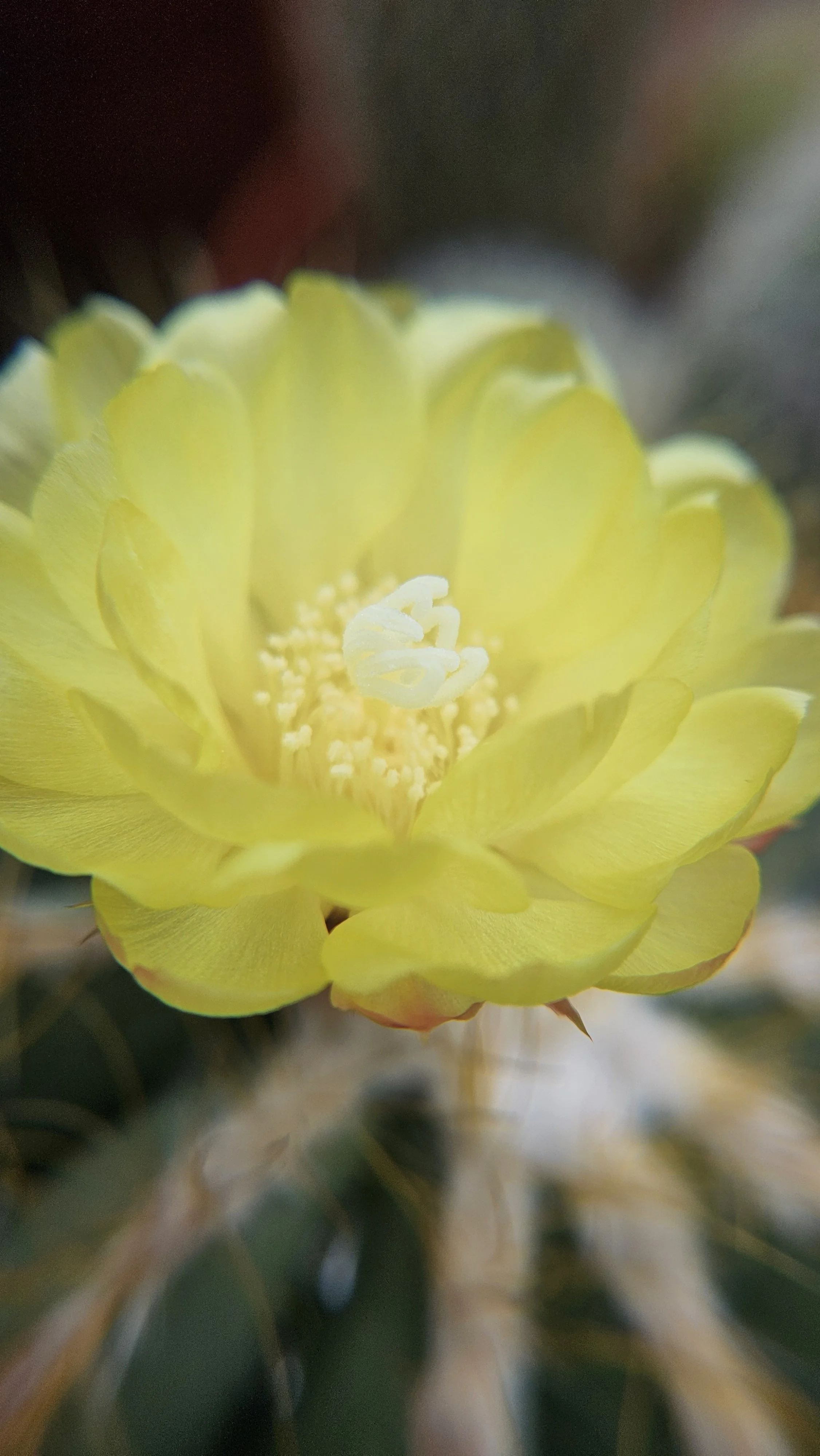 Yellow Cactus flower macro 2