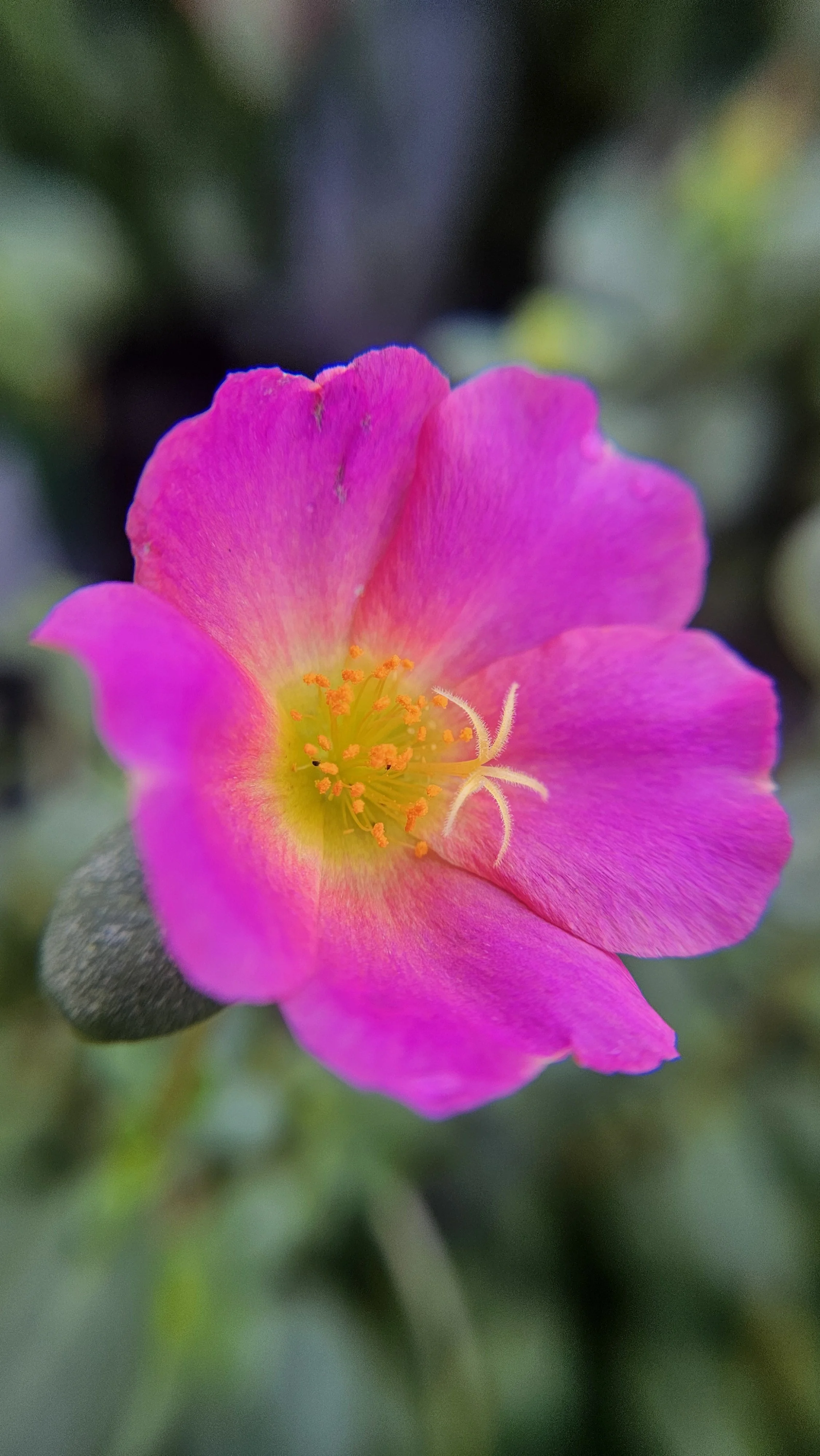 Pink Purselane macro 2