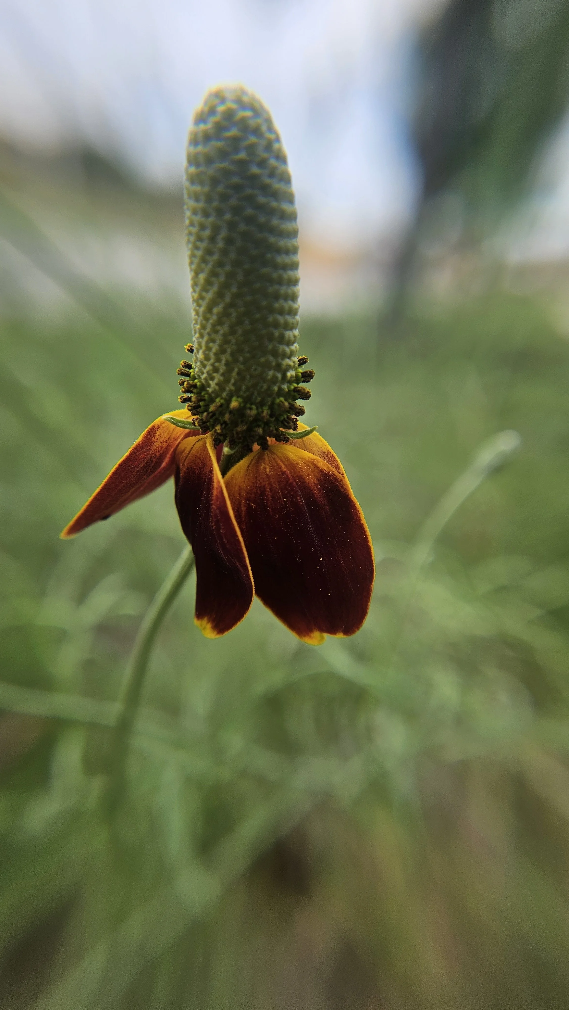 Mexican Hat macro 1