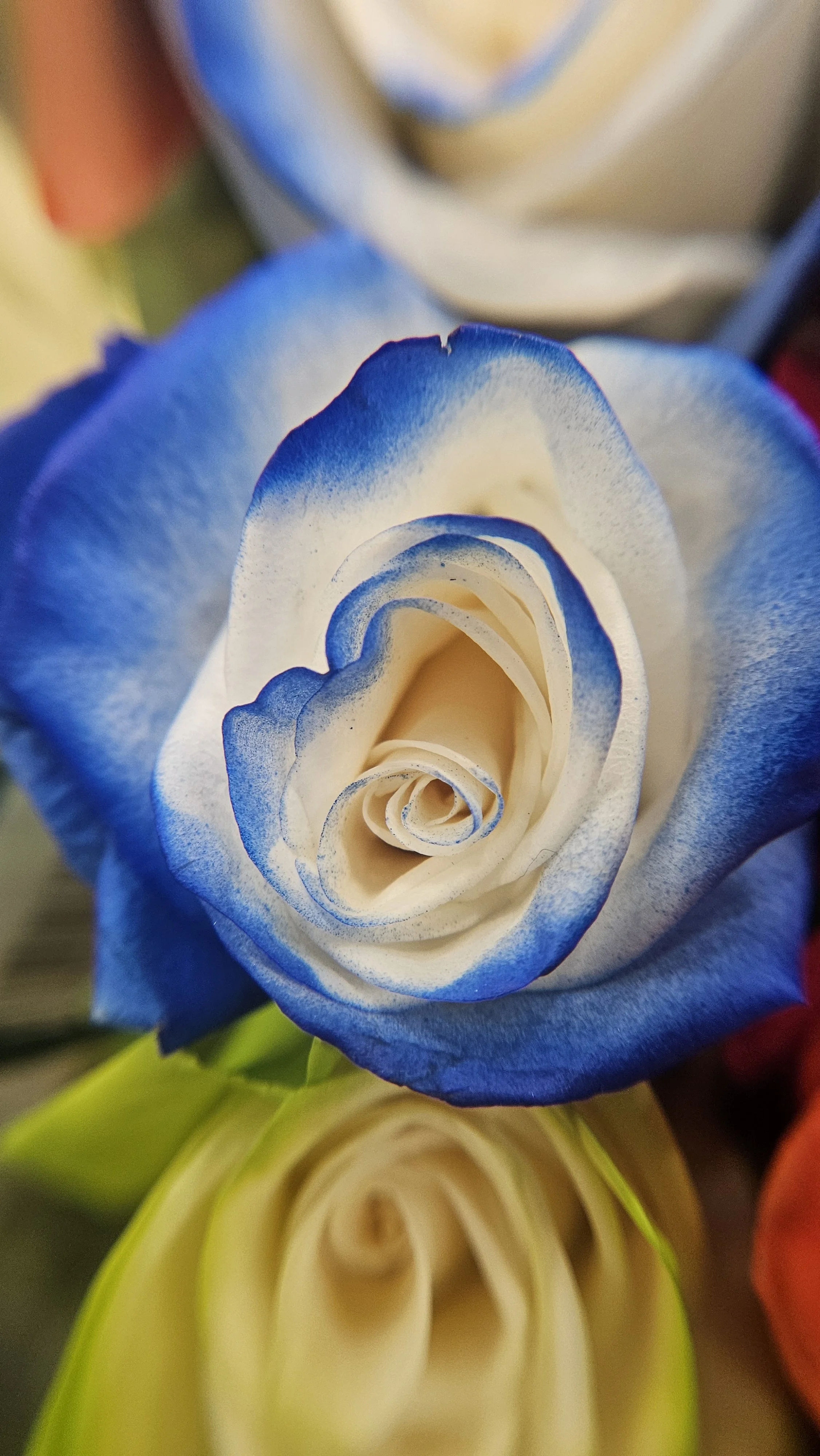 Blue & white rose macro