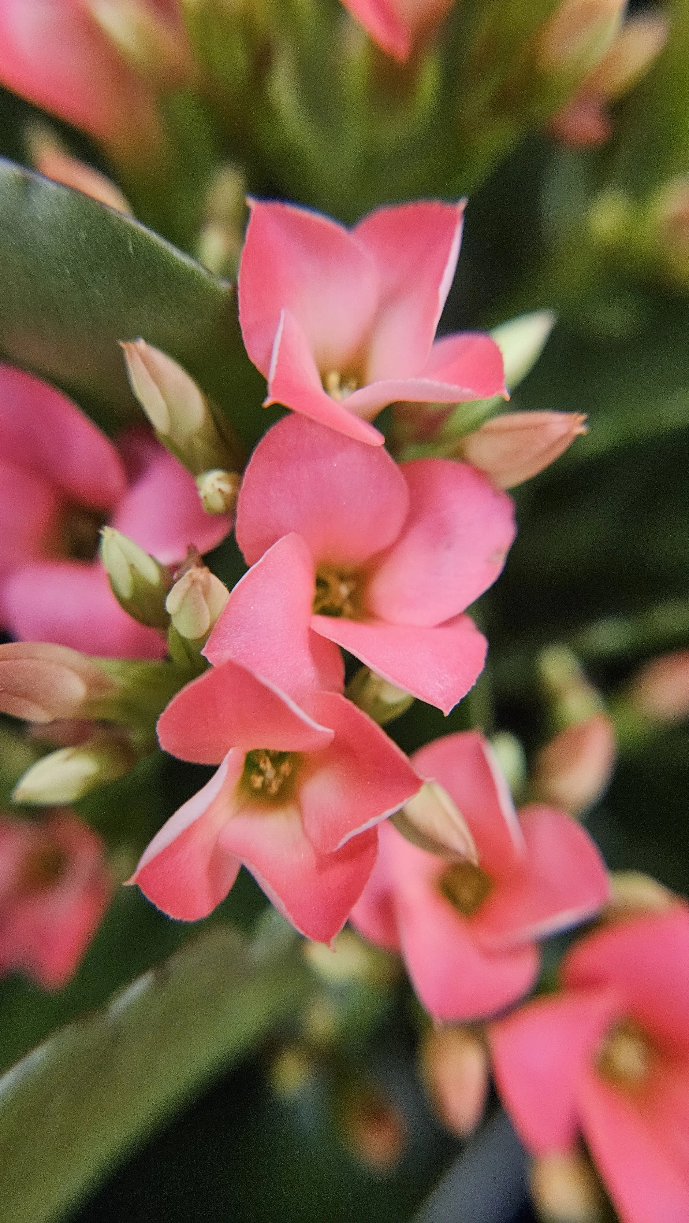 Pink Succulent flower macro 3