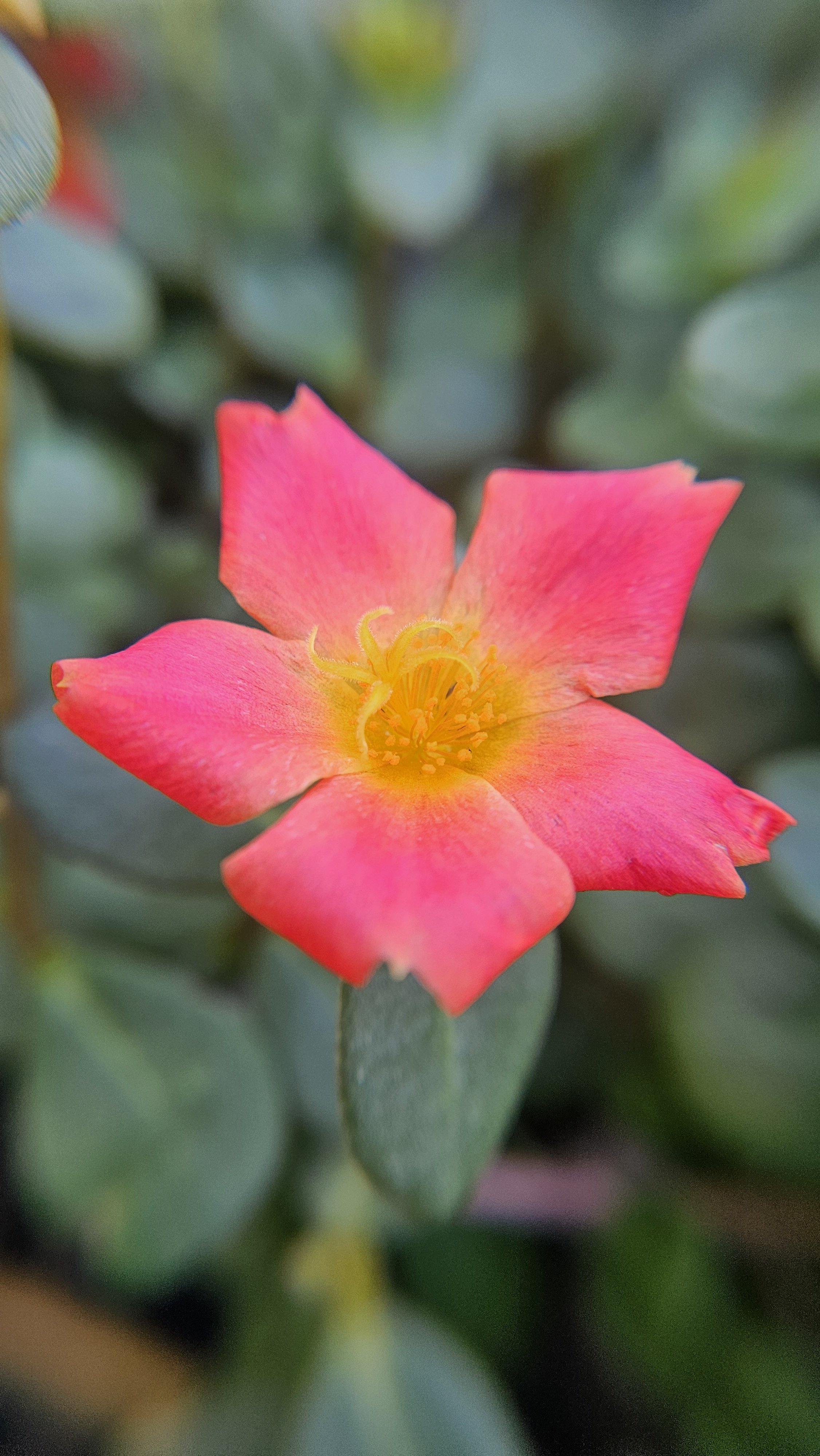 Pink Purselane macro 1