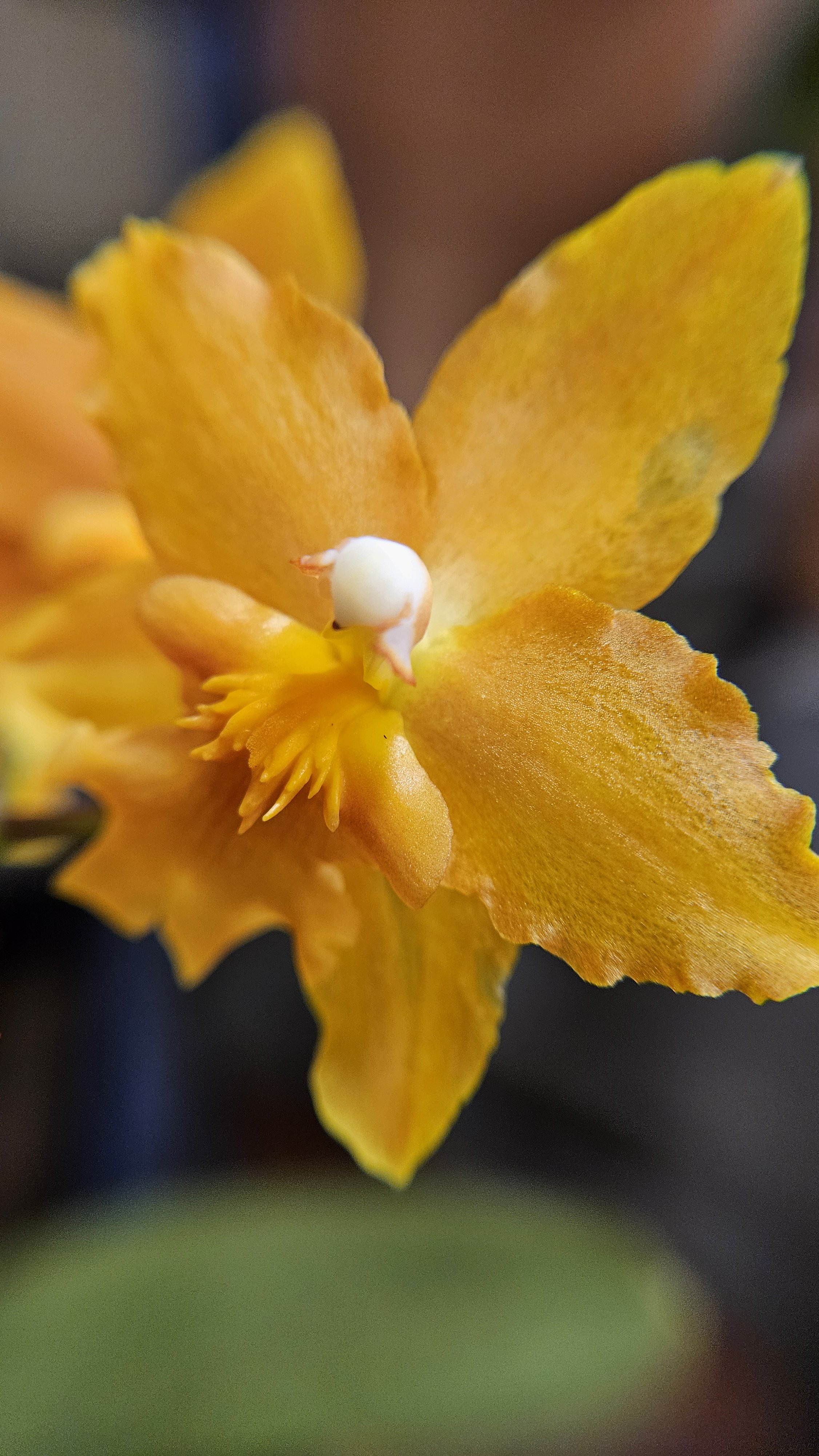 Yellow Crucifix Orchid macro