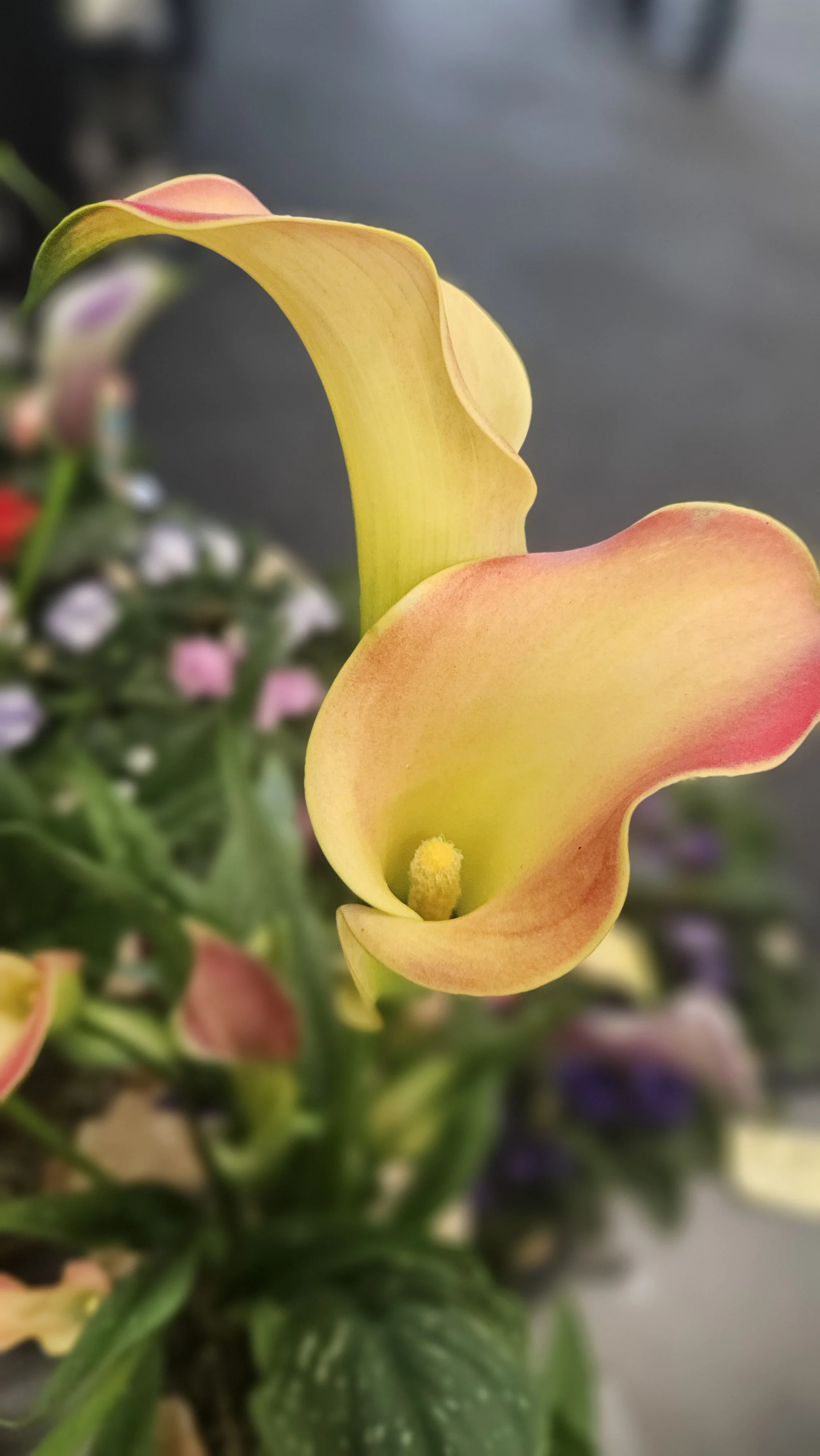 Yellow Calla Lily macro 1