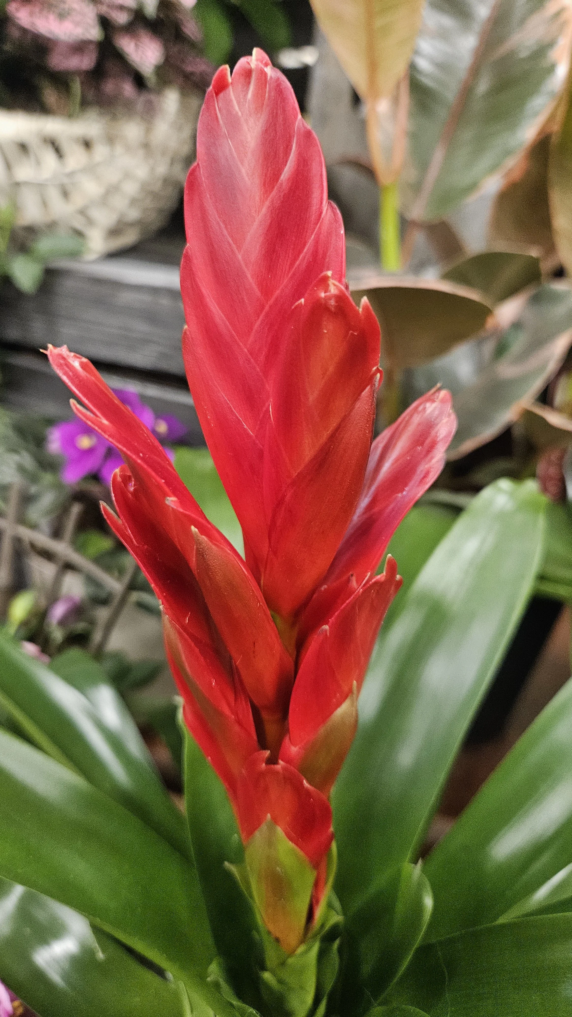 Red cactus flower
