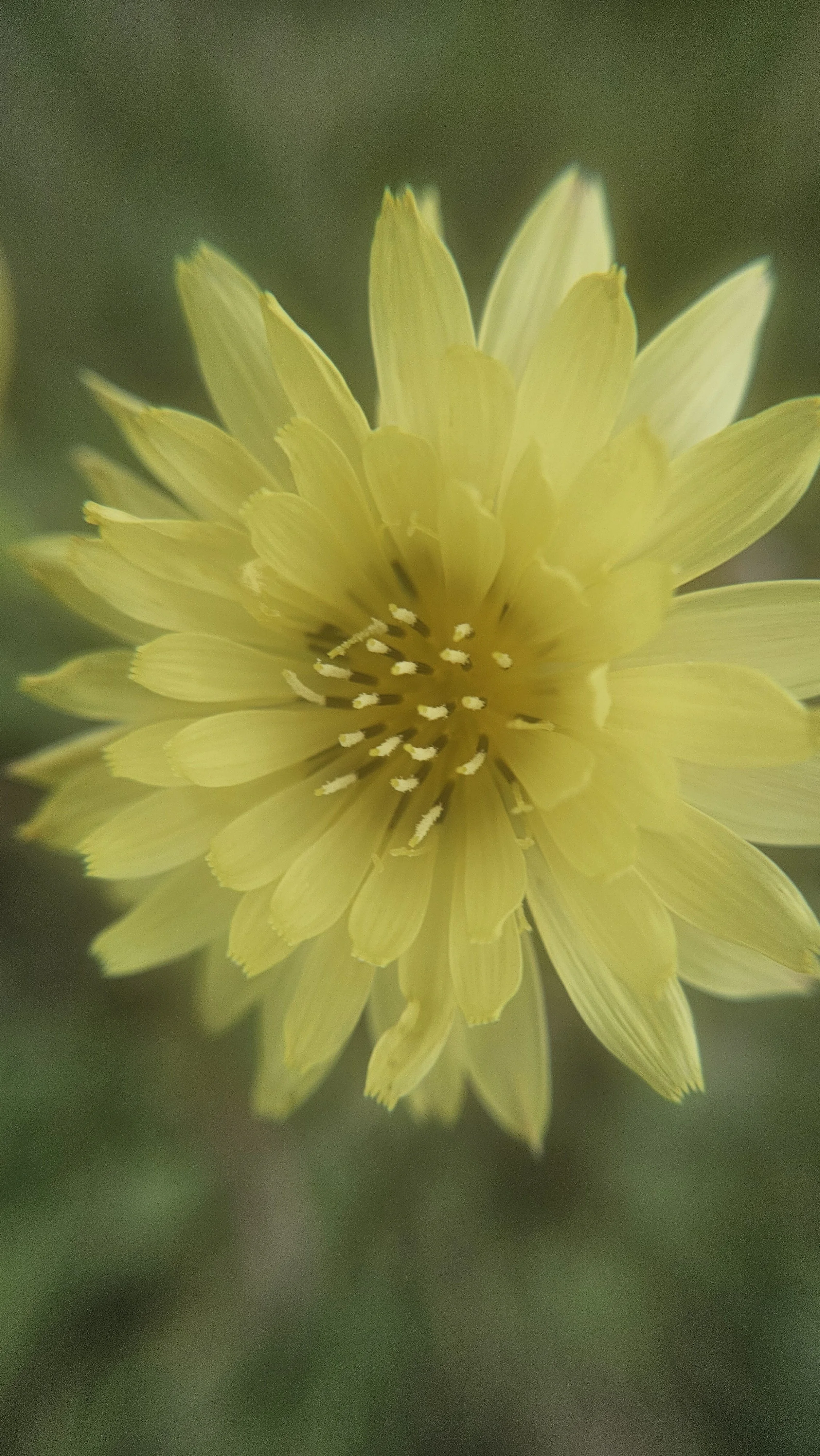 Dandelion macro in mist