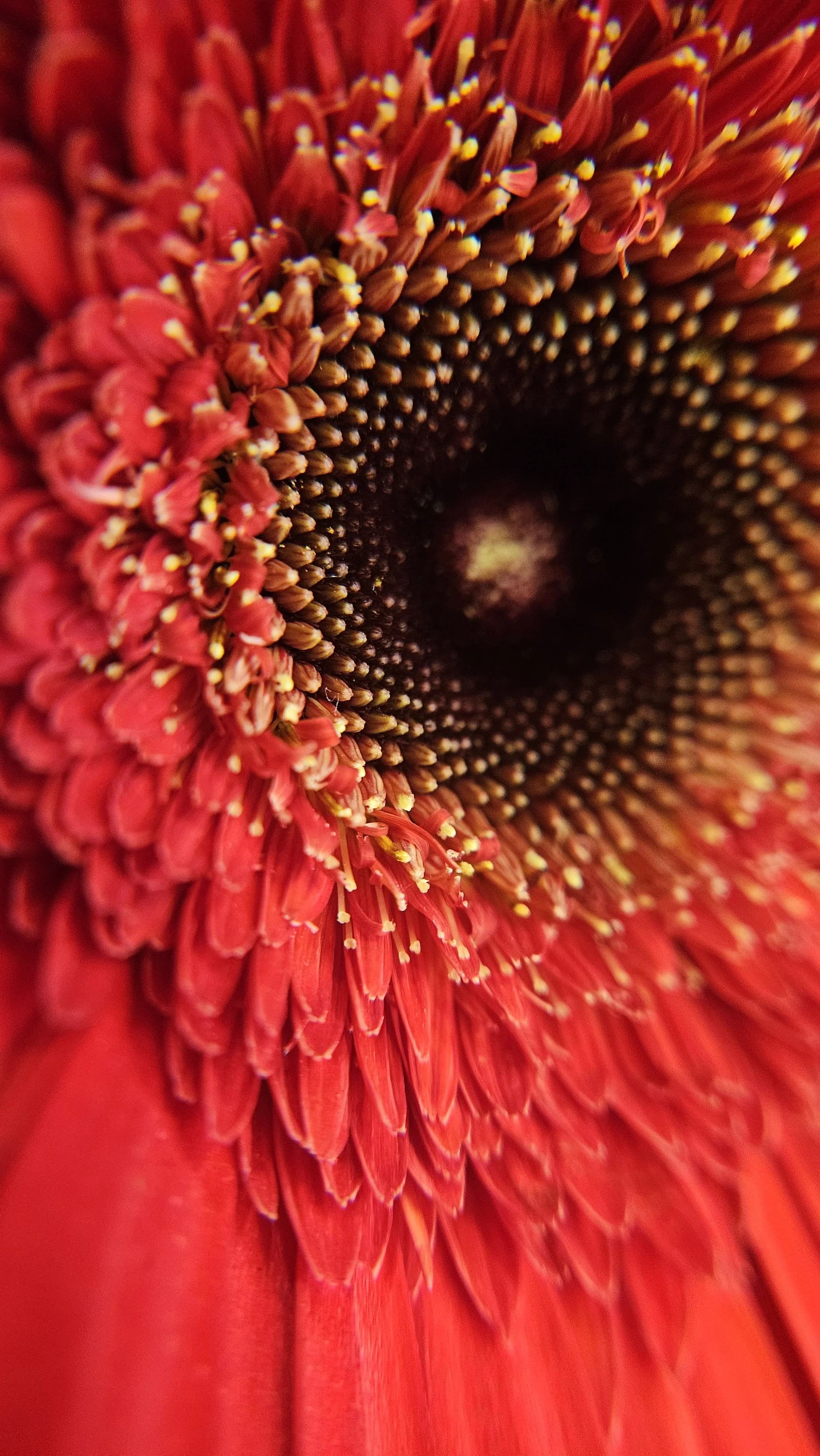Red Gerbera Daisy macro 2