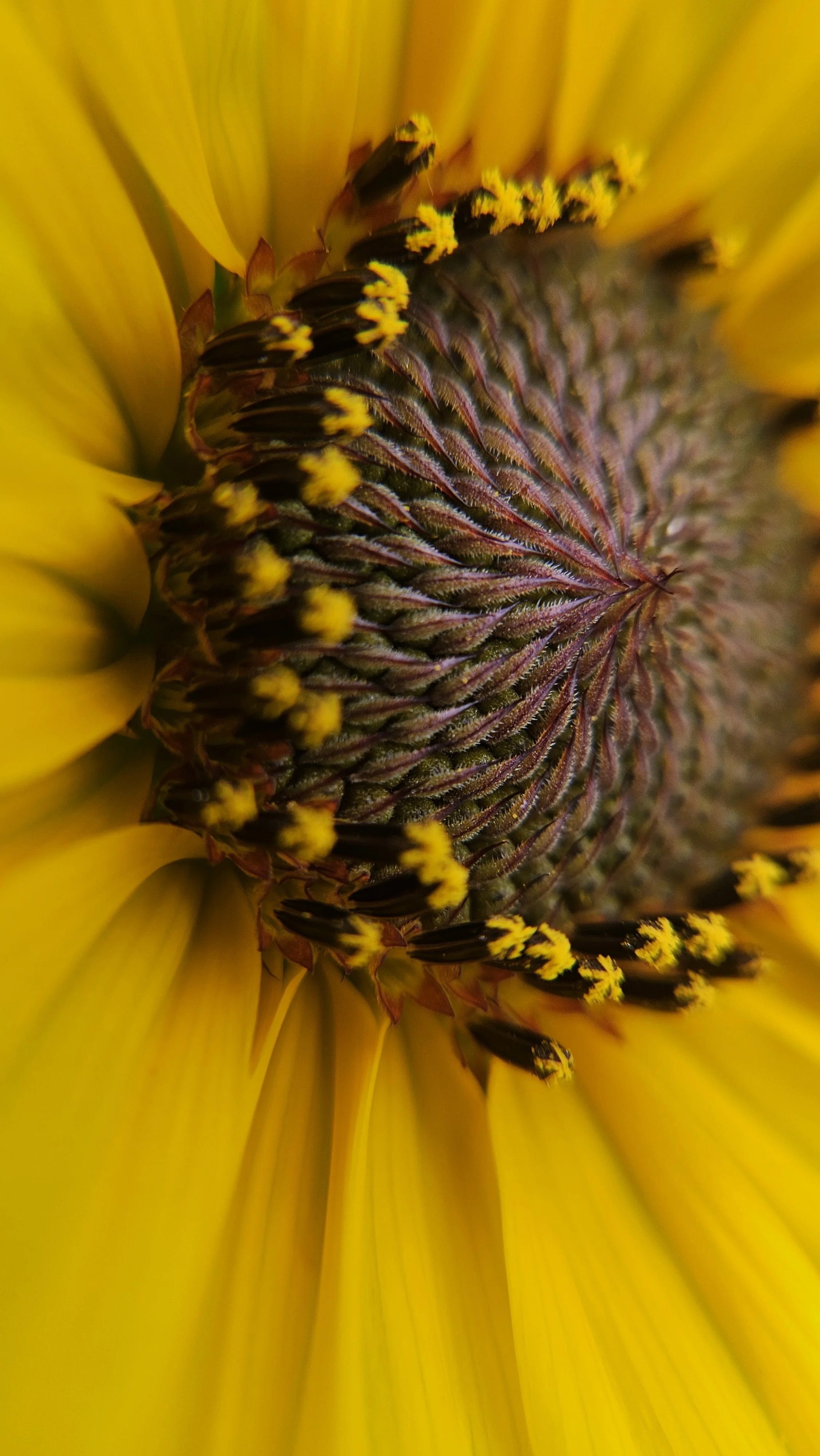 Sunflower macro 2