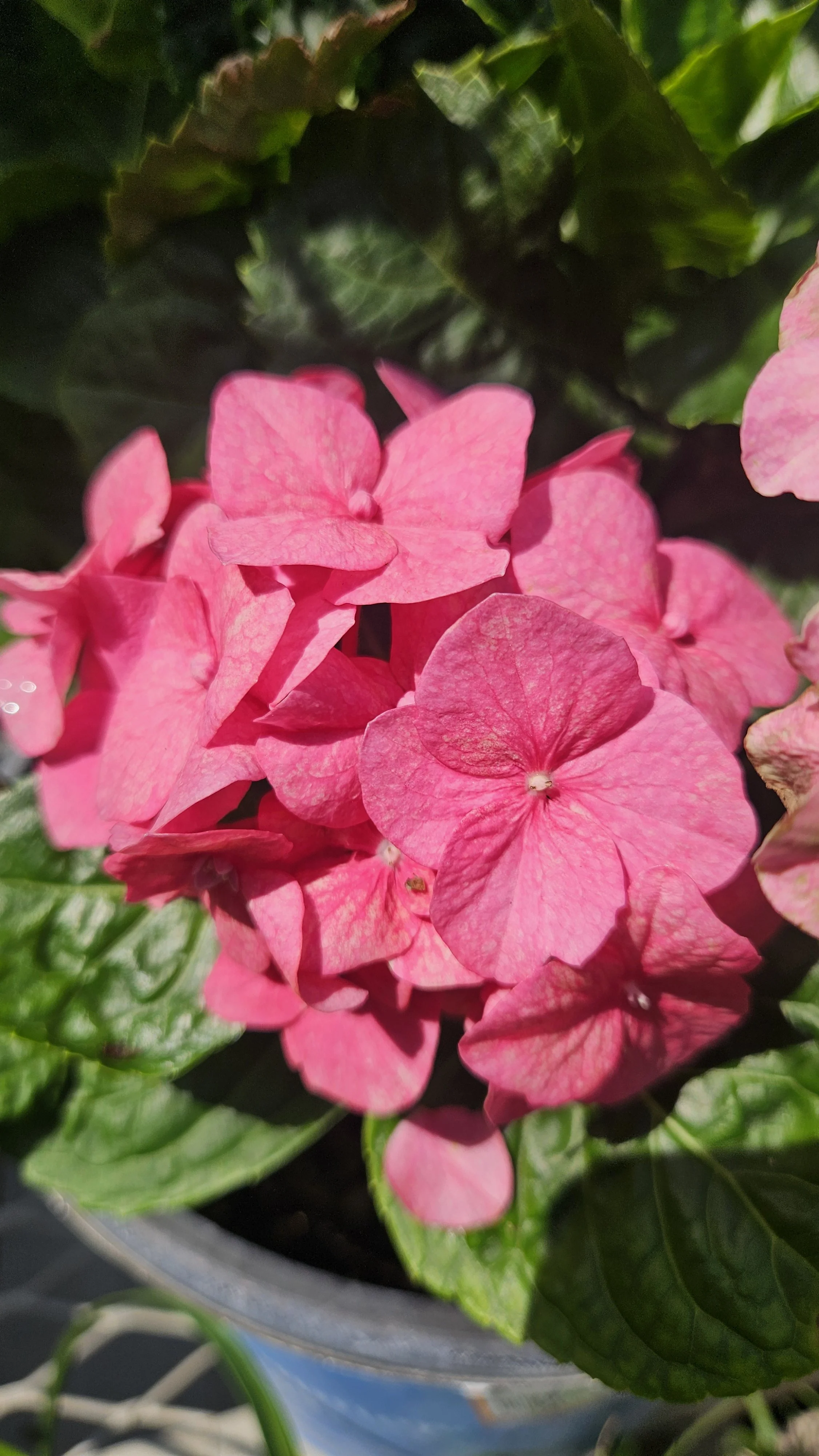 Pink Hydrangea macro 1