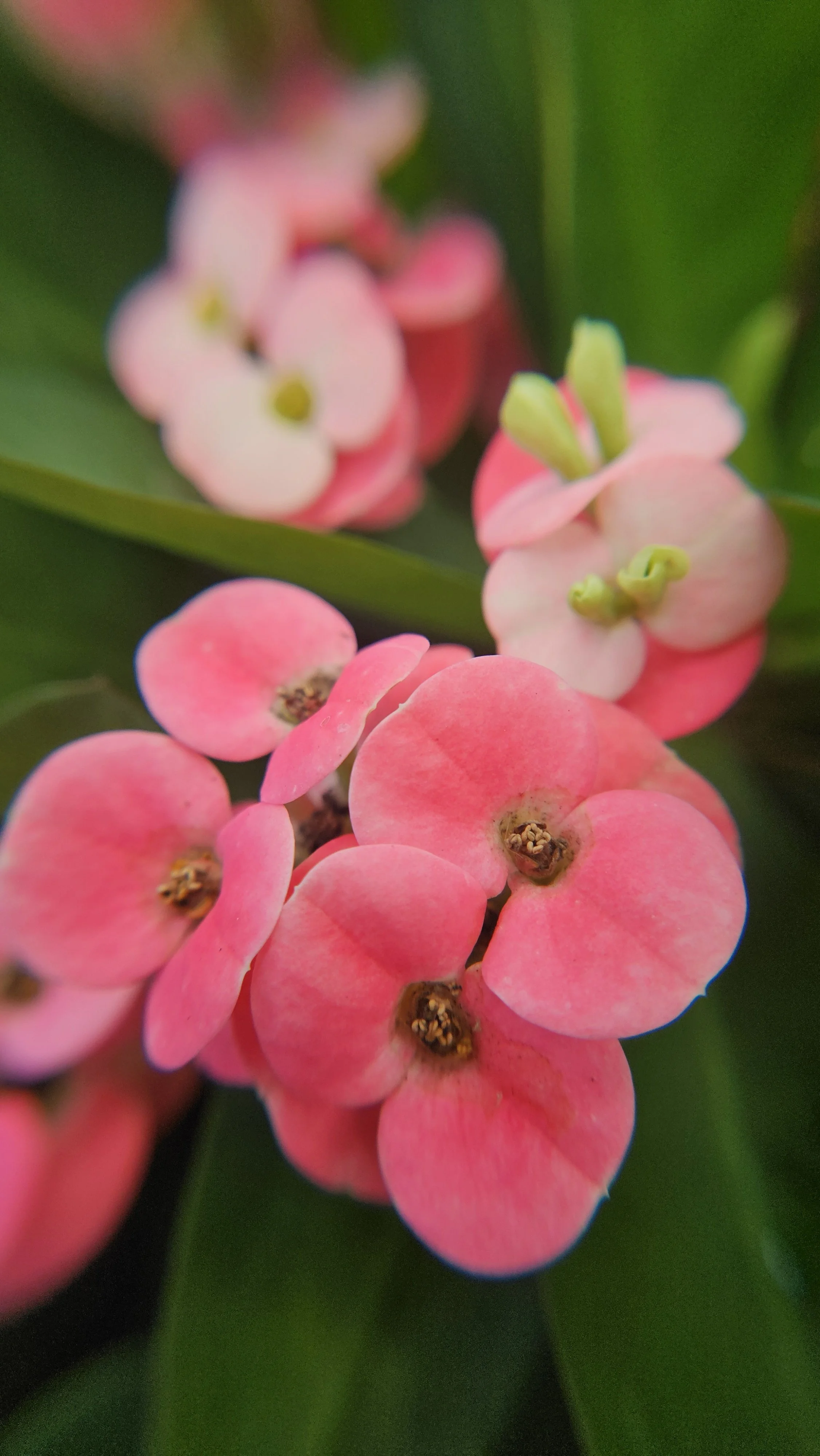 Euphorbia macro