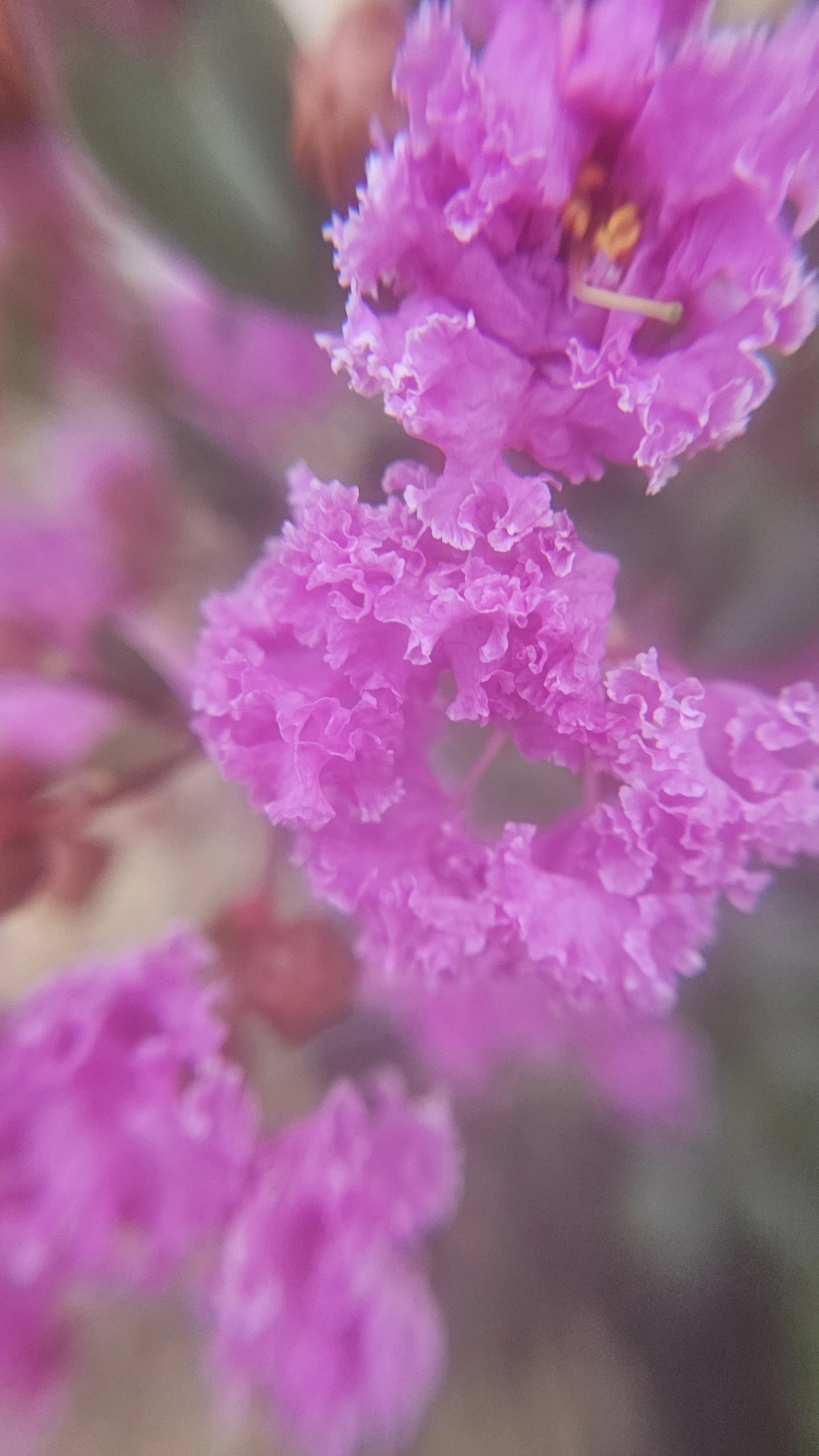 Lavender Crepe Myrtle macro in mist