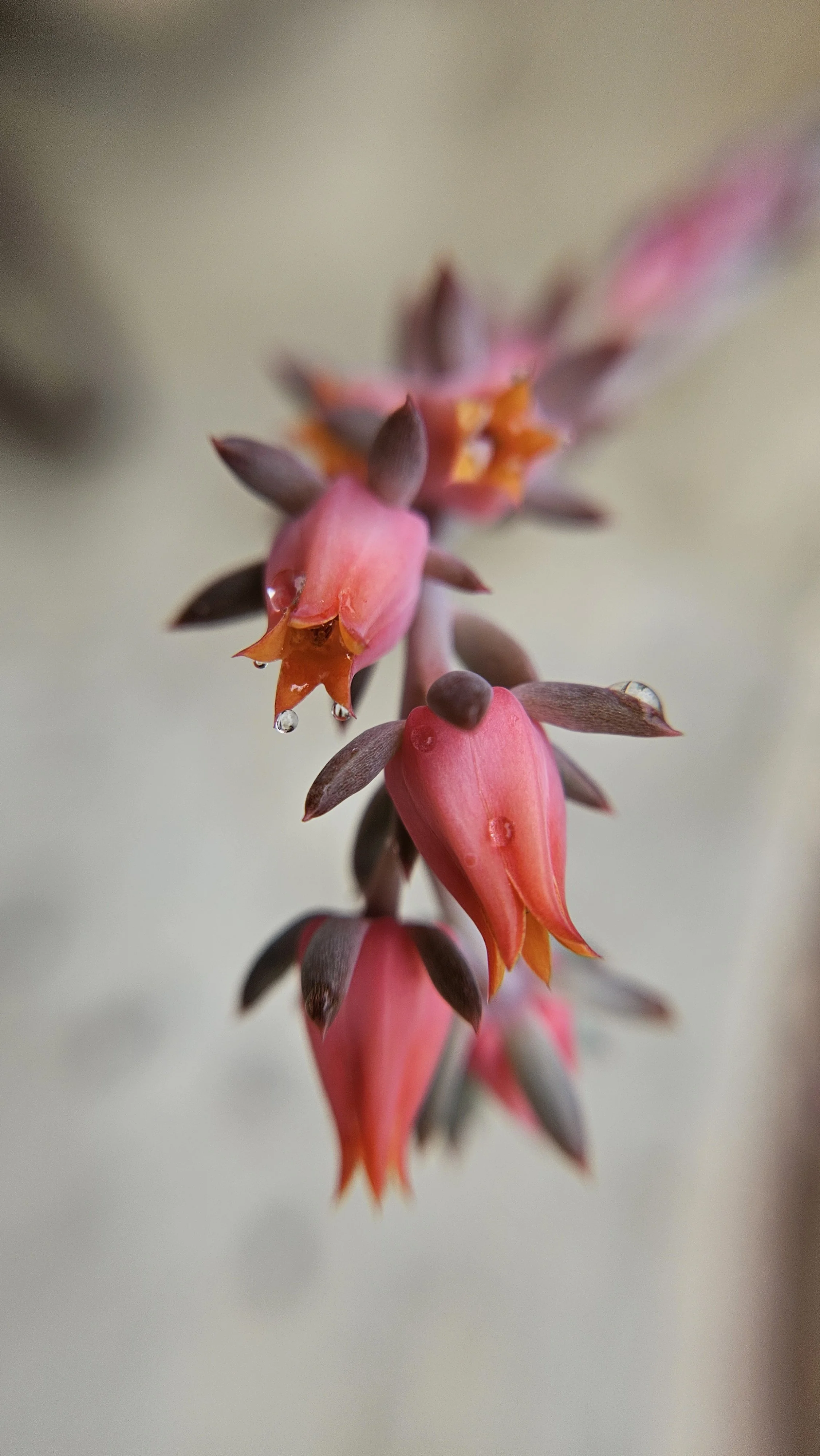 Pink Succulent flower macro 2