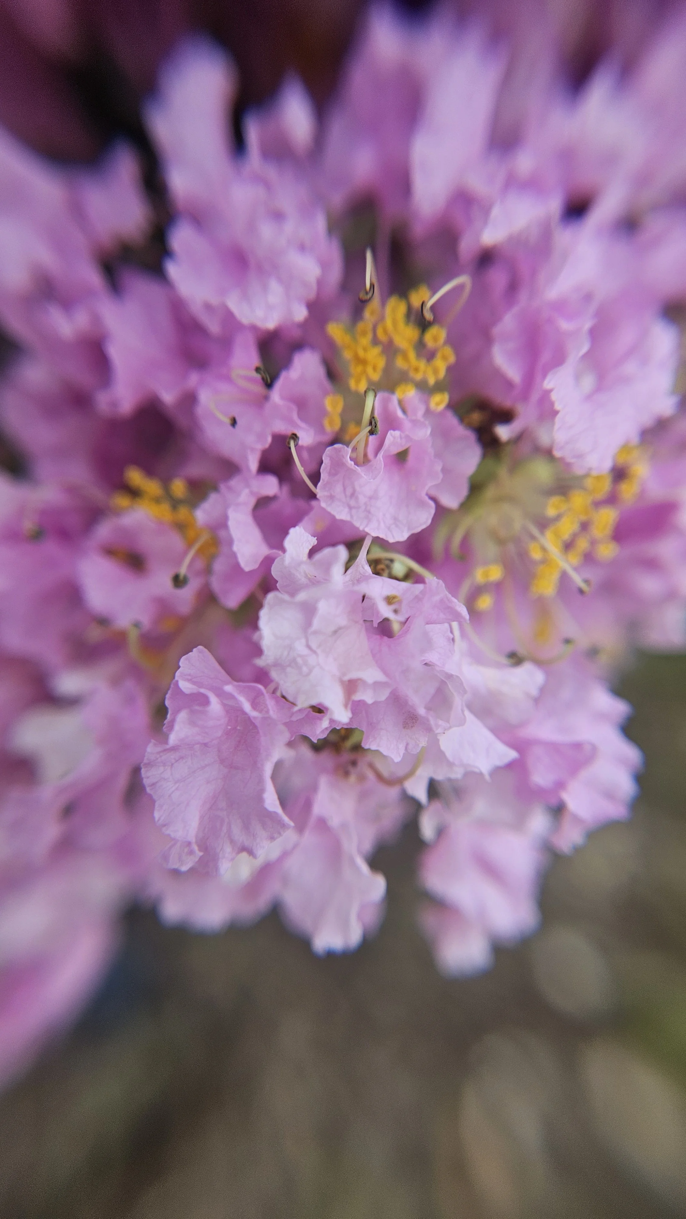 Pink Crepe Myrtle macro