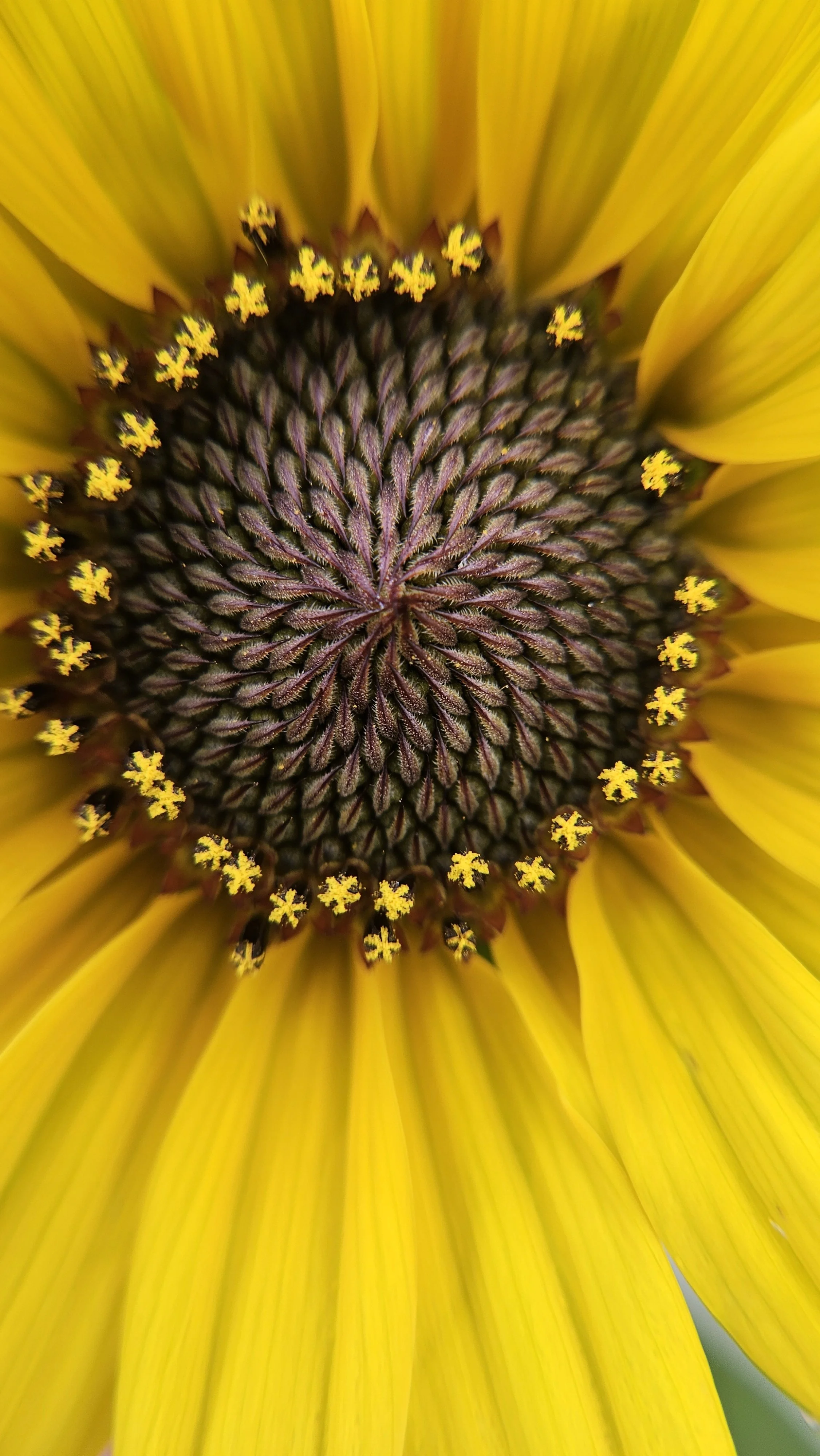 Sunflower macro 1
