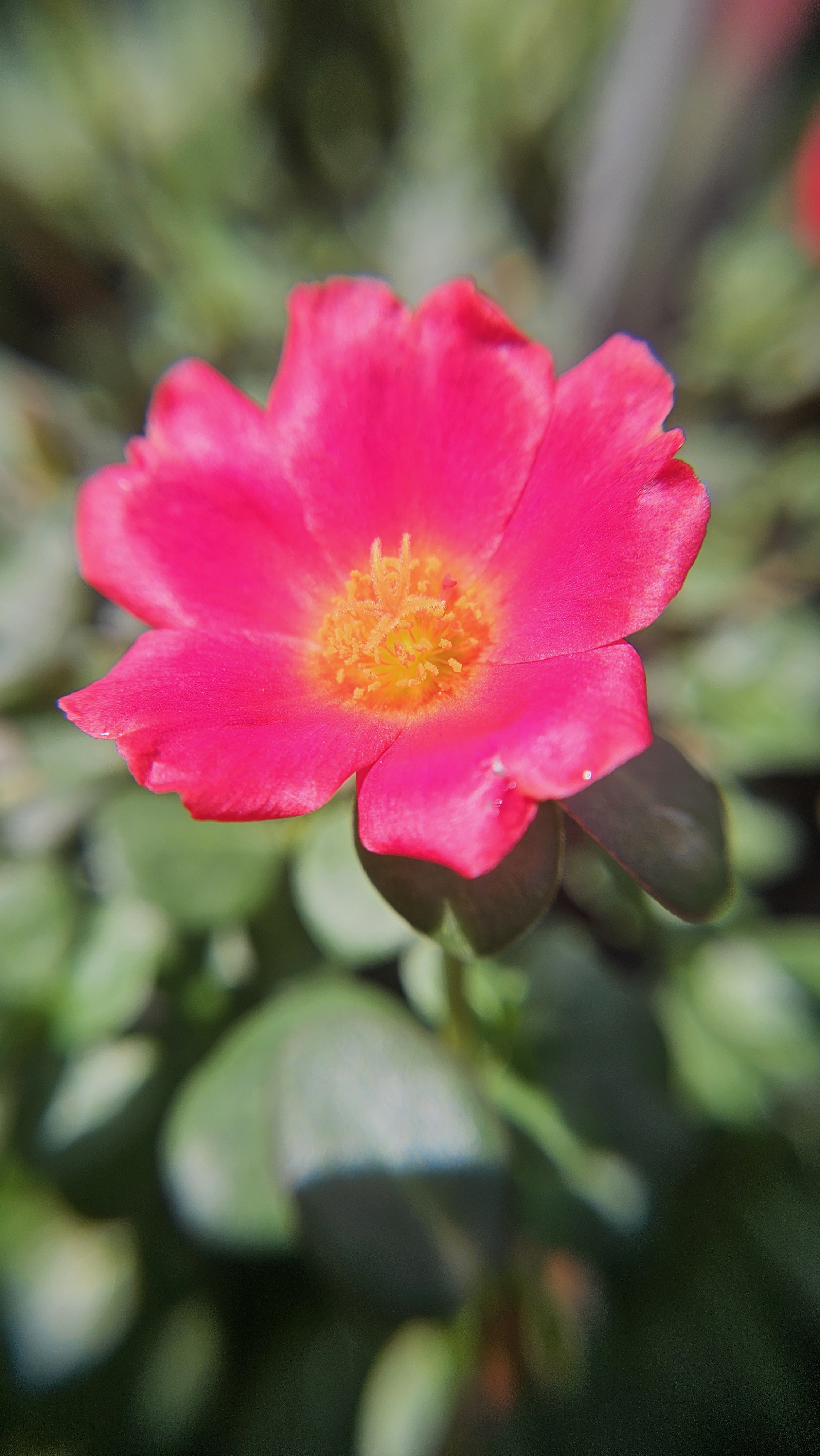 Pink Purselane macro 4
