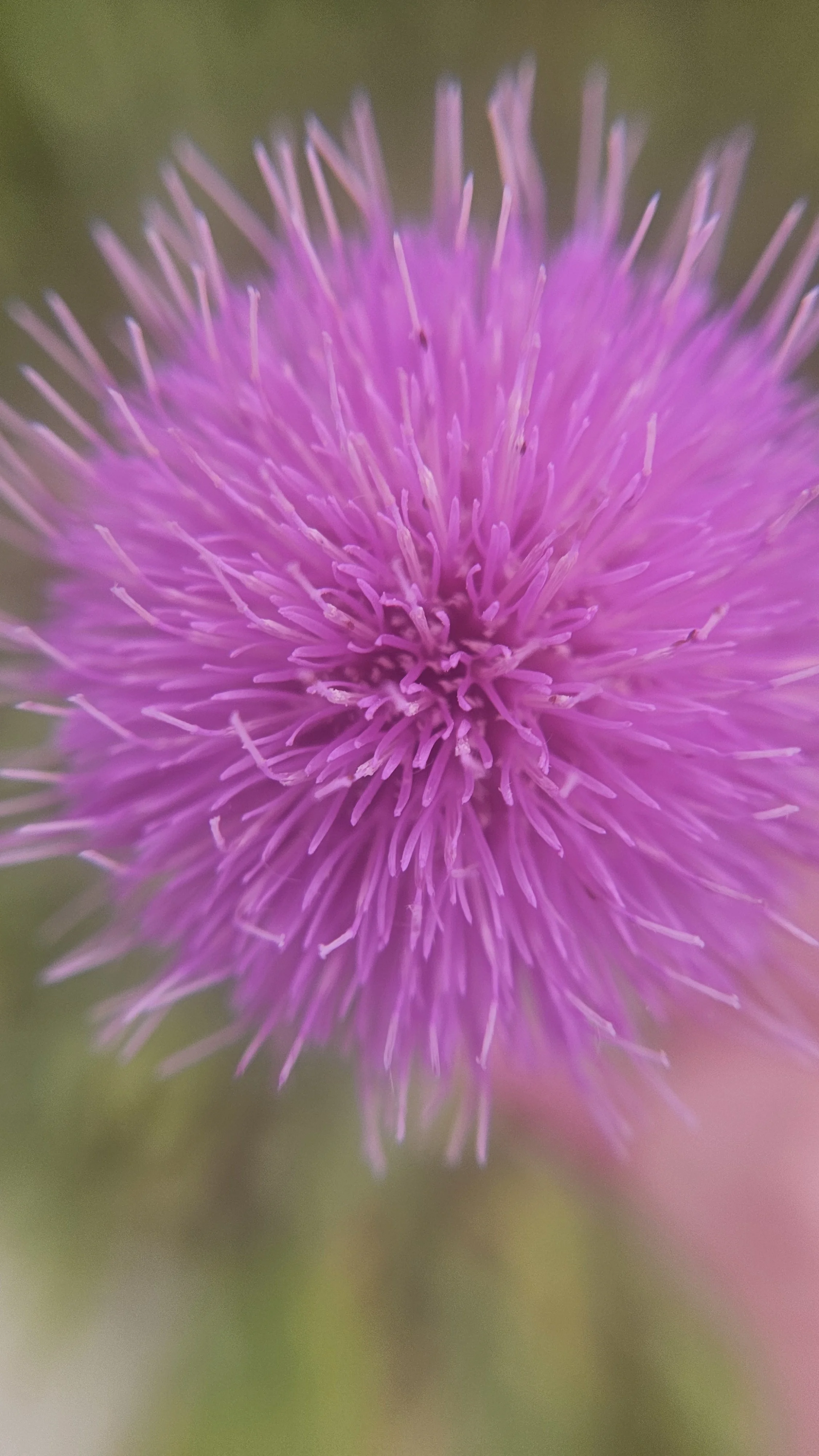 Lavender Thistle macro in mist