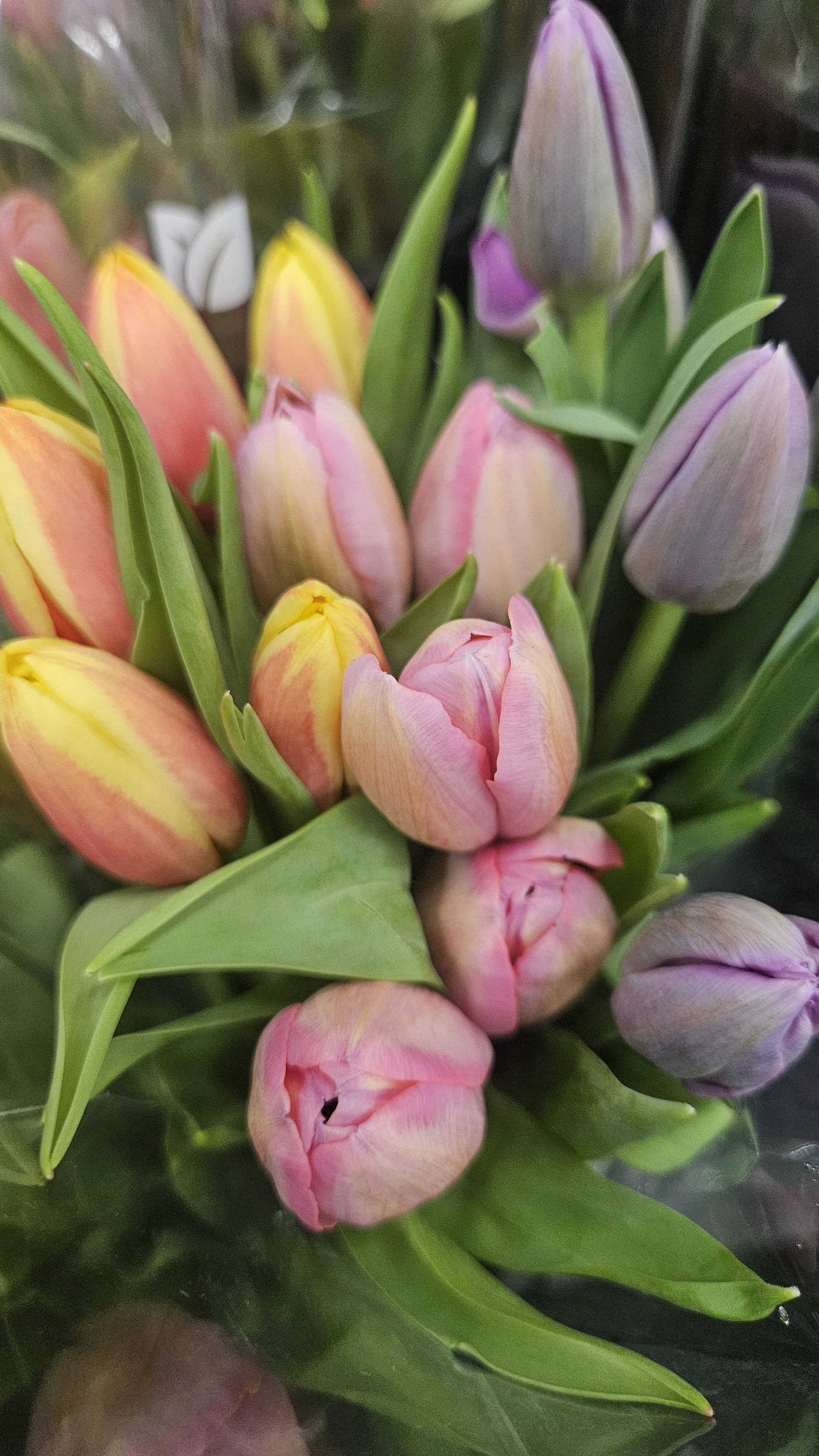 Tulip bouquet