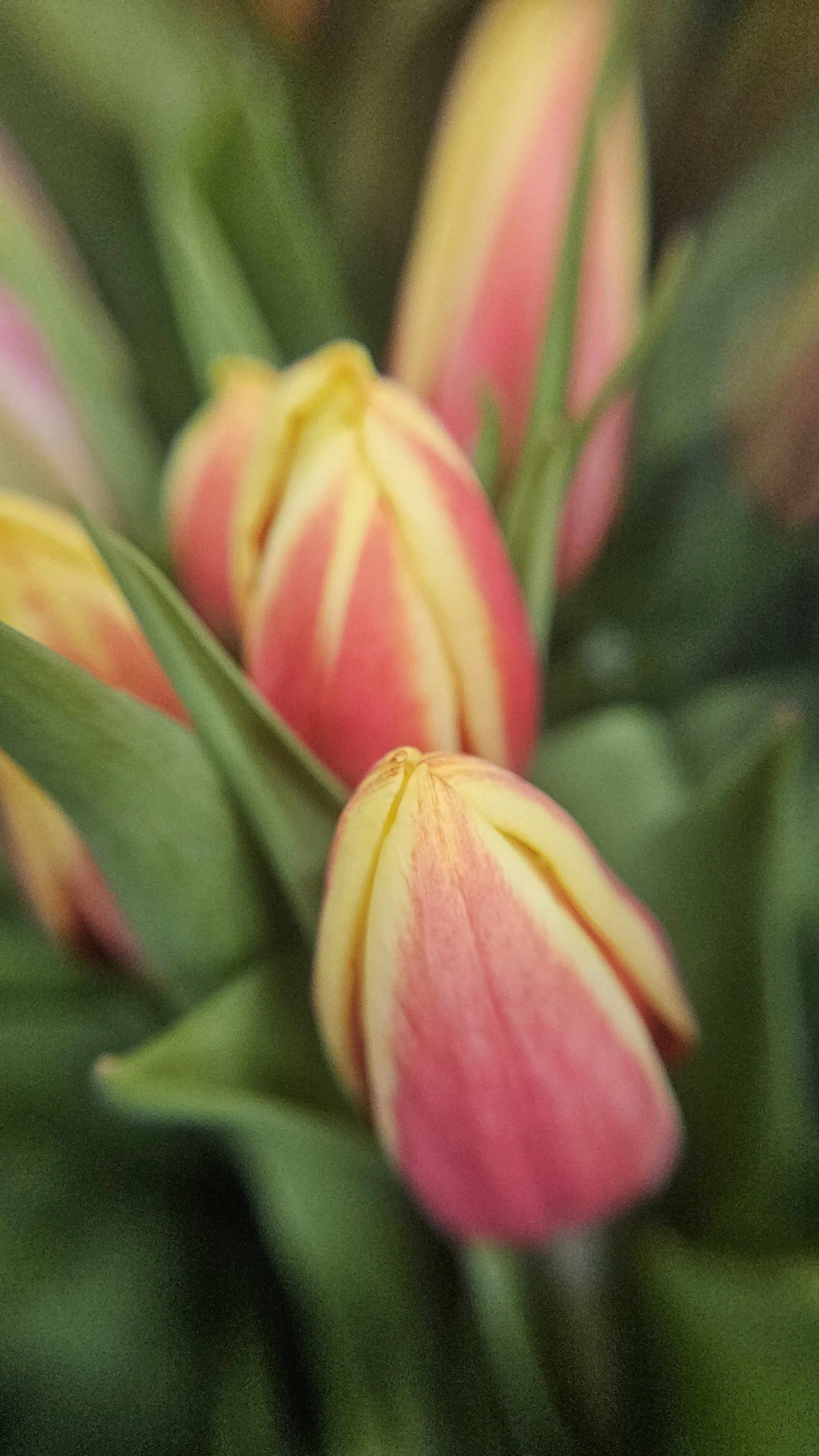 Tulip macro 3