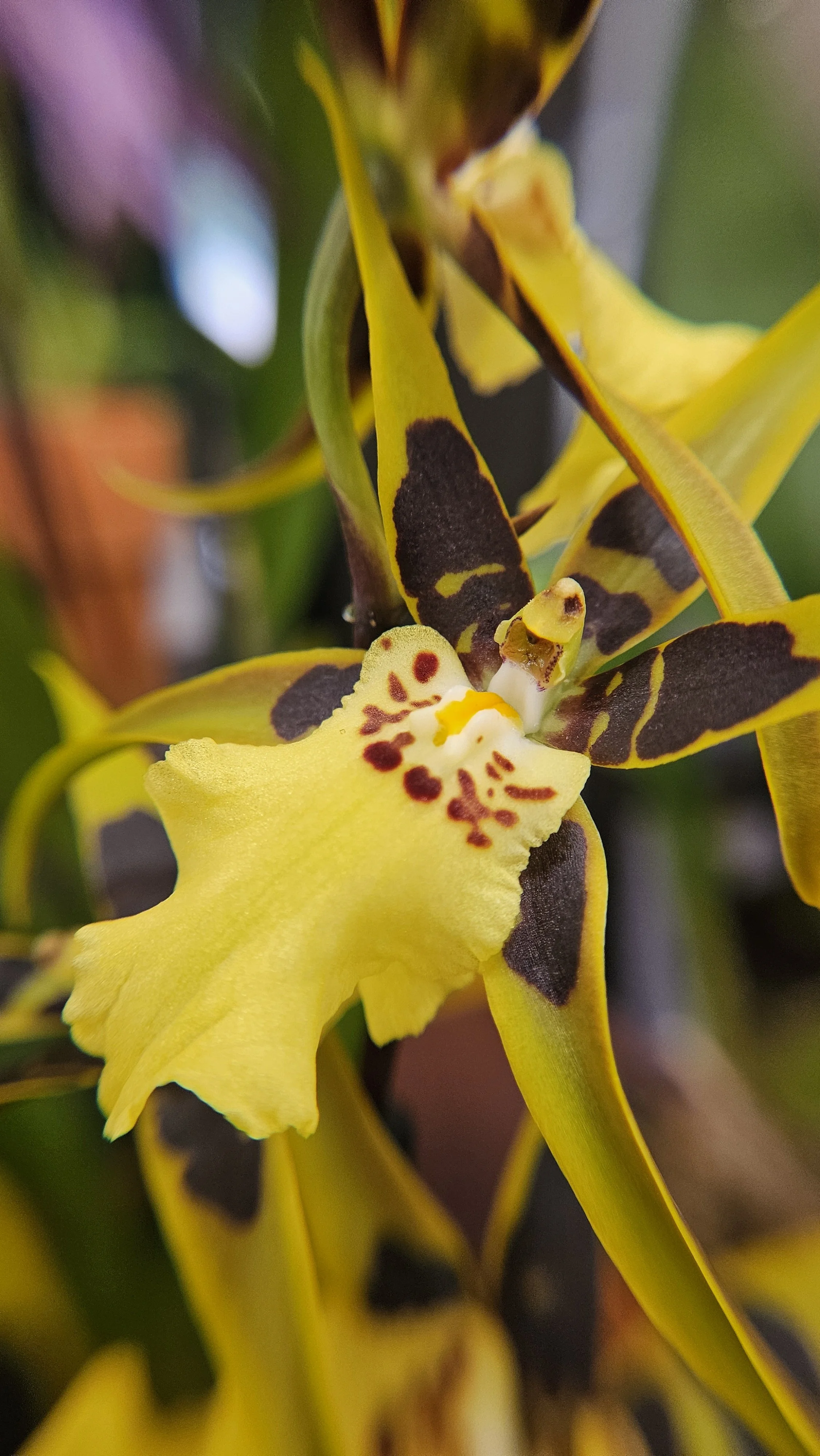 Yellow Dancing Lady Orchid macro