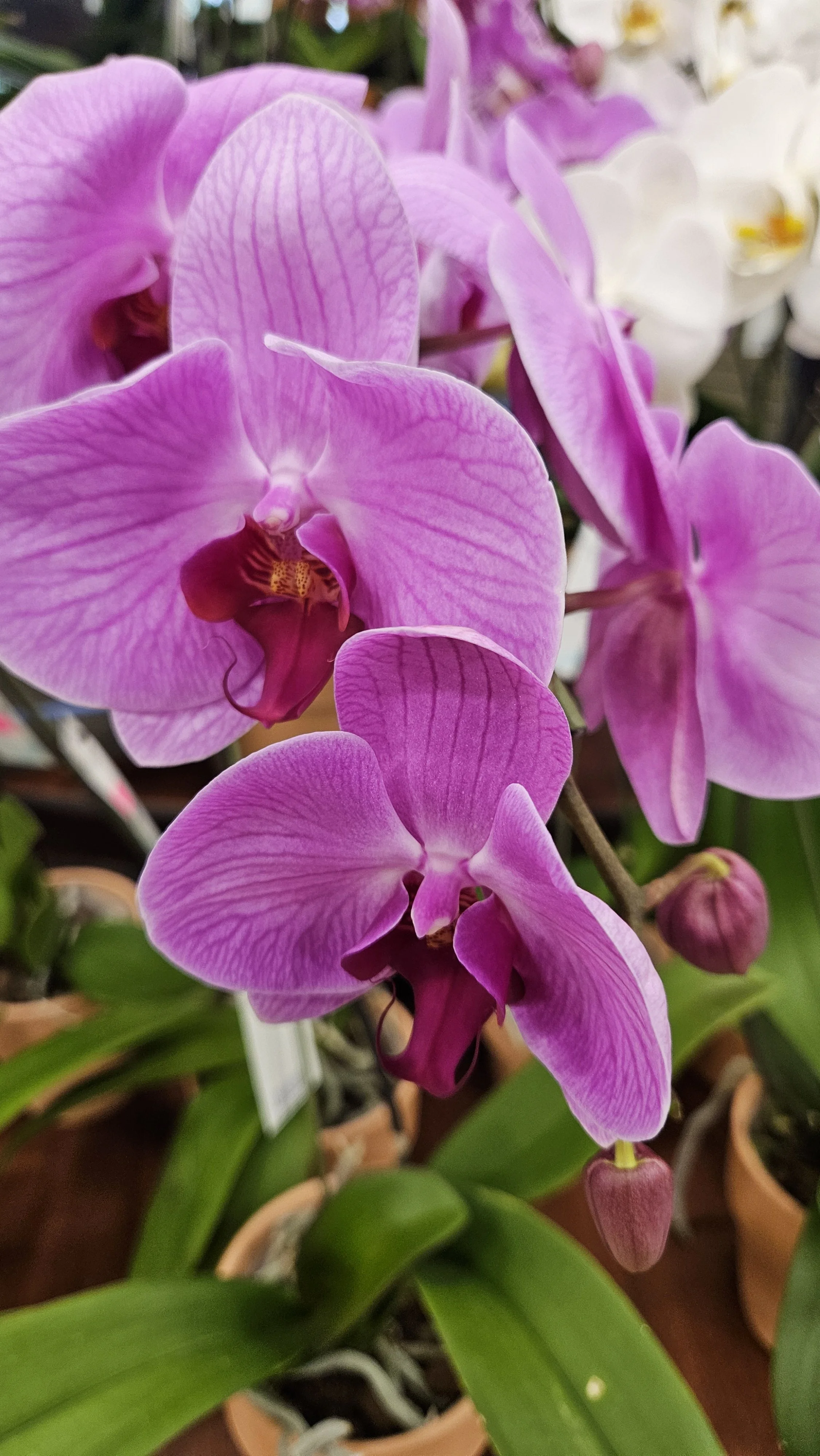 Lavender Moth Orchid