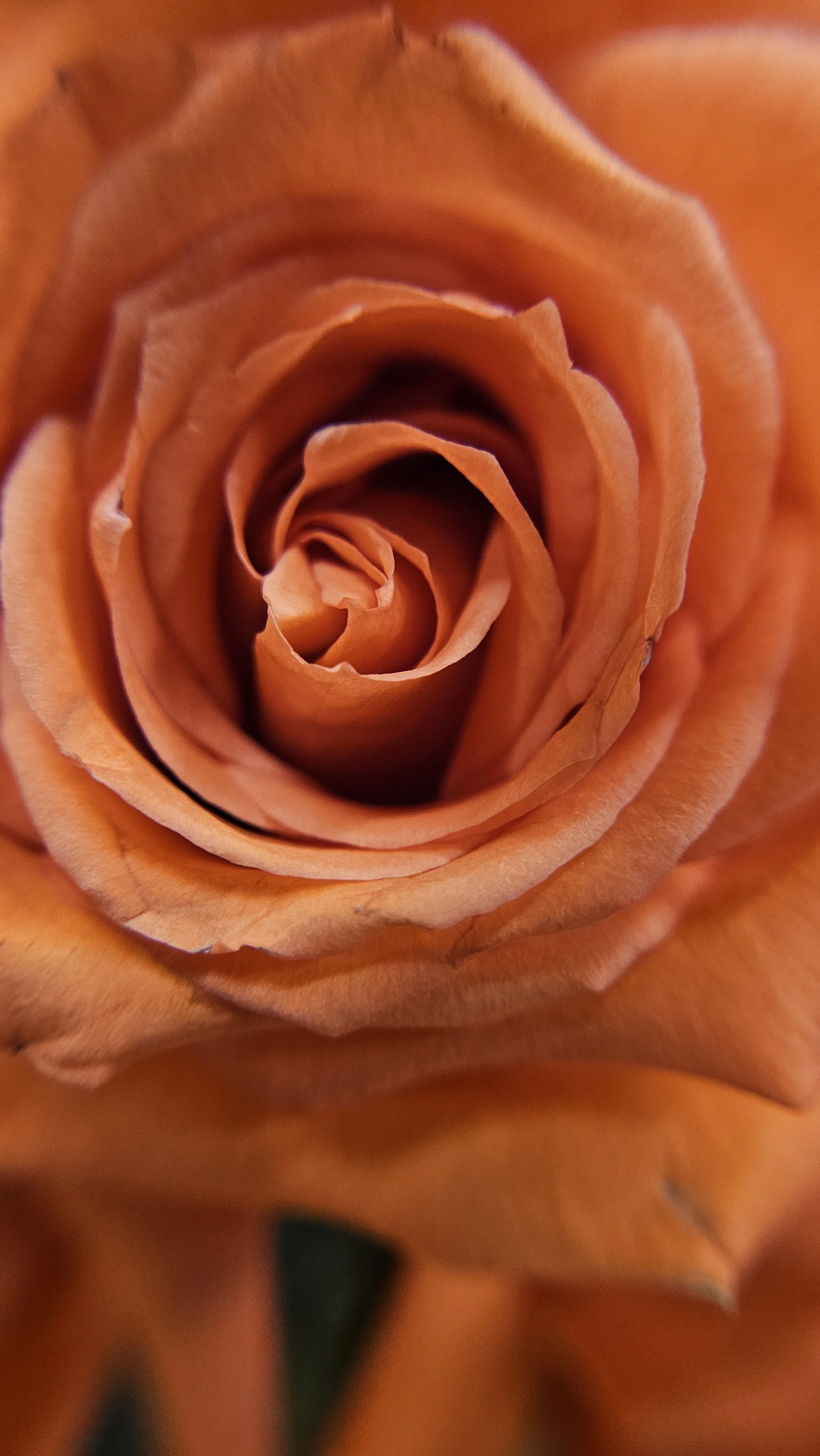 Orange rose macro