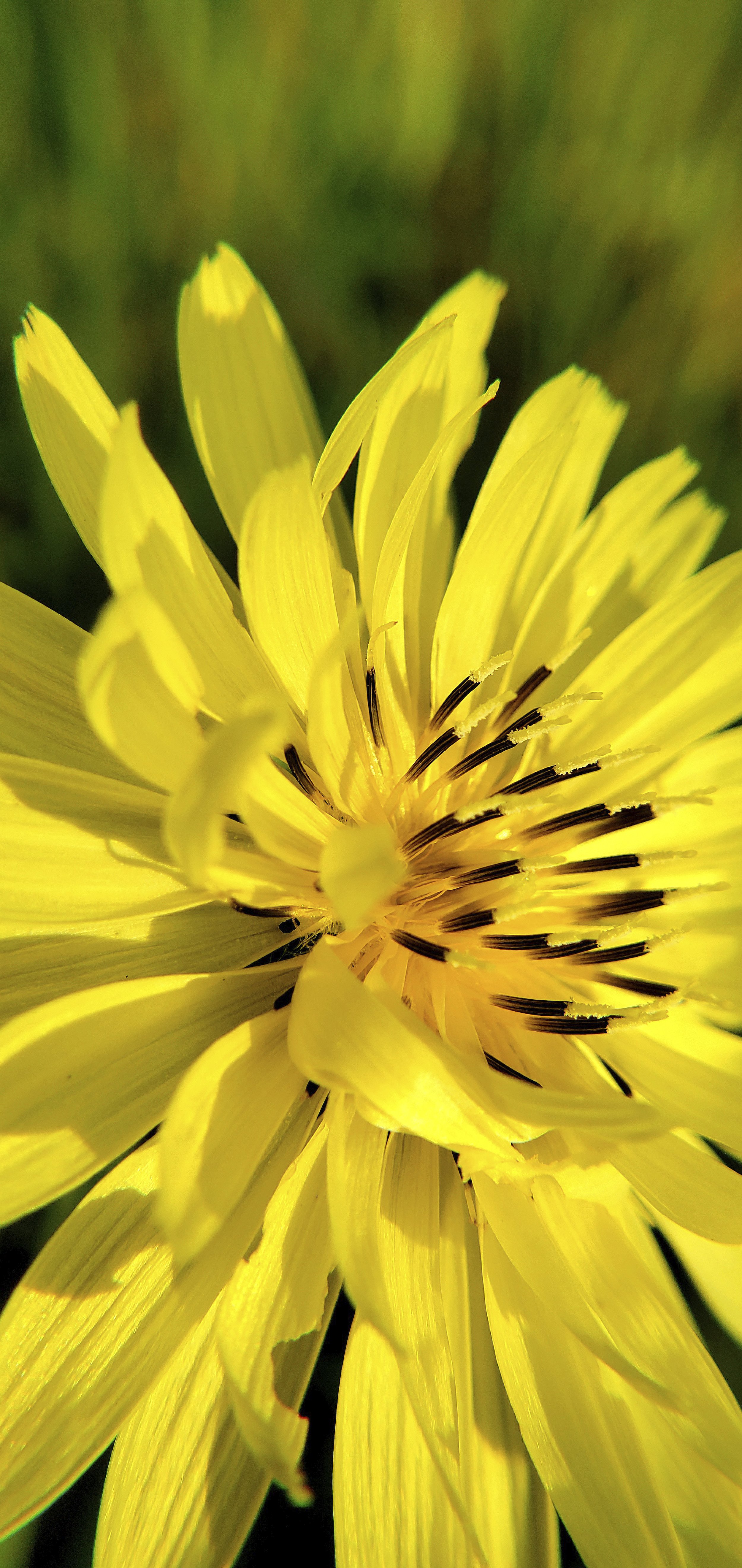 Dandelion macro