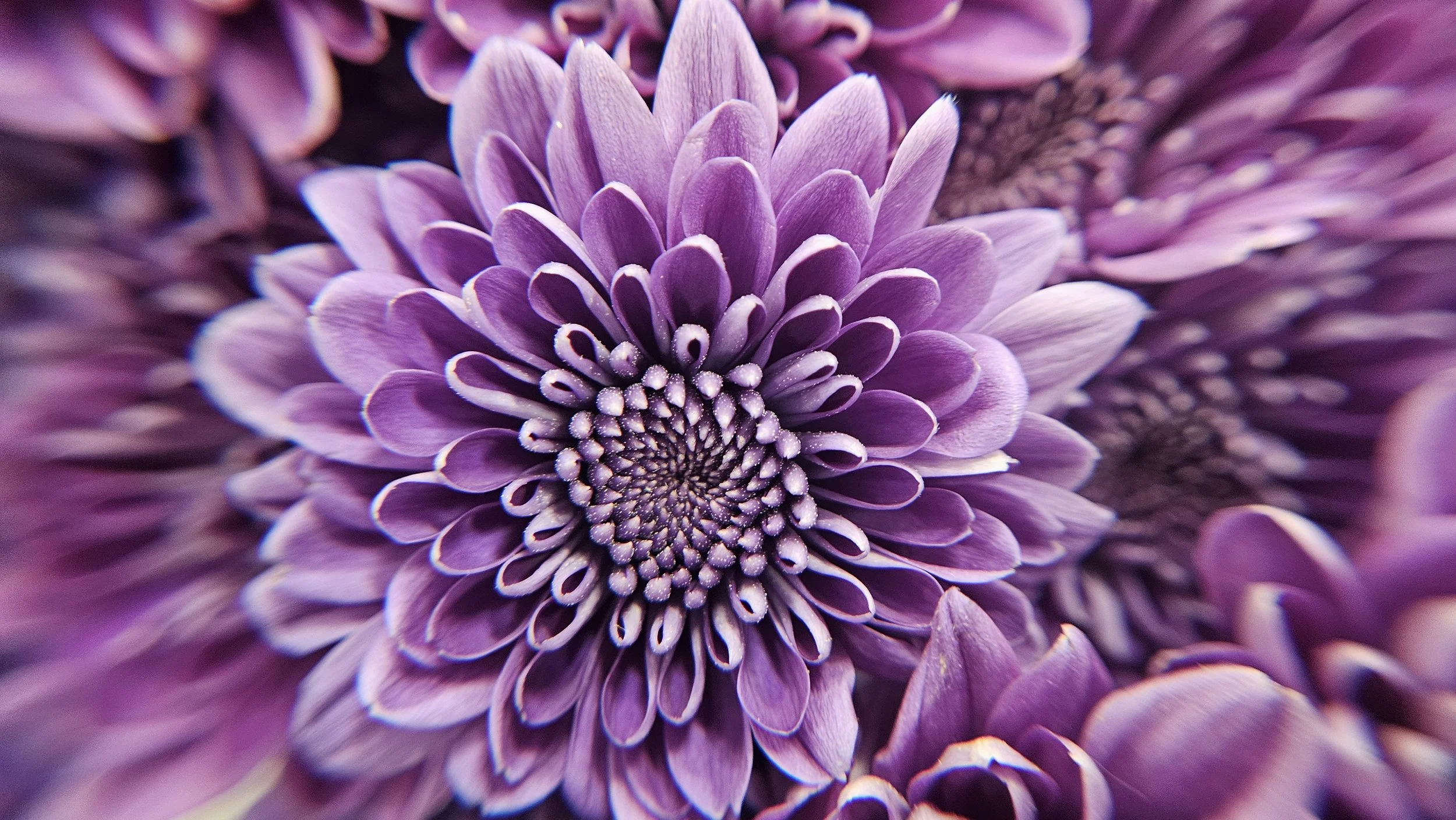 Purple Chrysanthemum macro