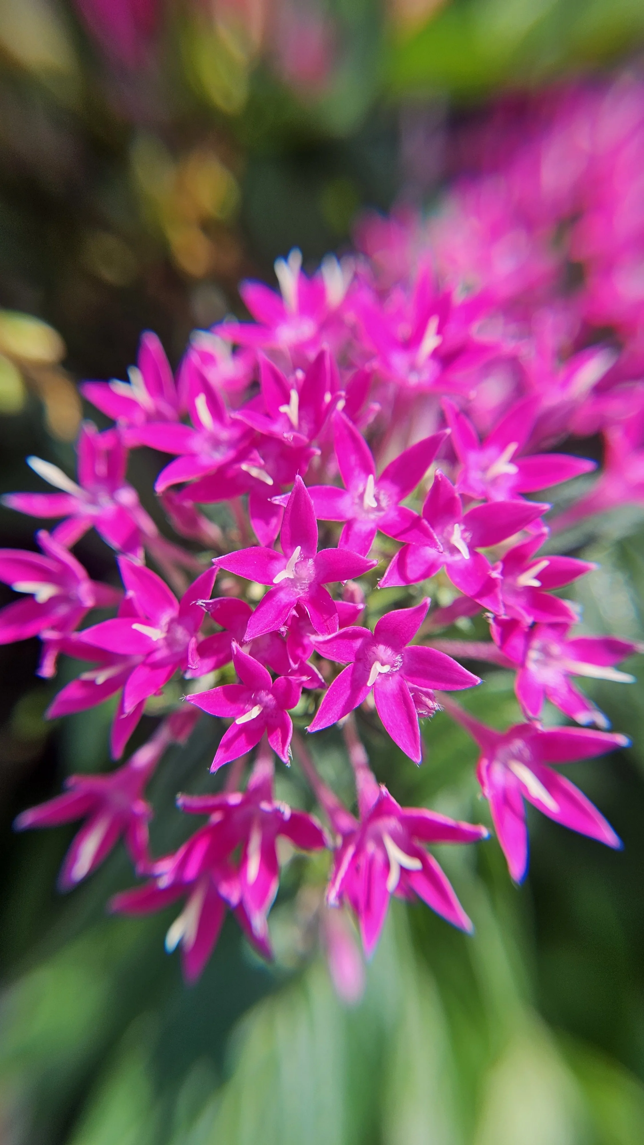 Pink Penta macro 2