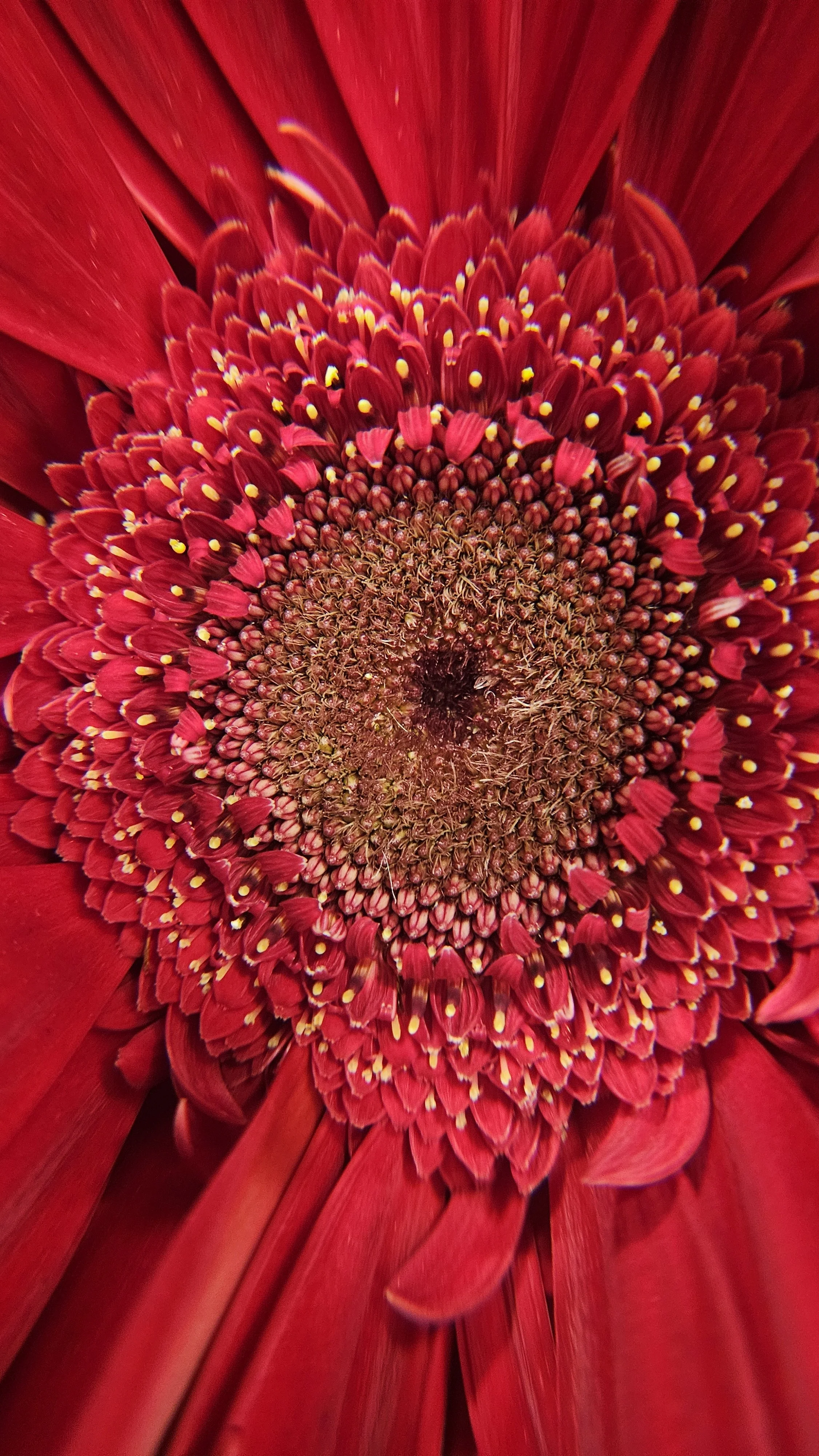 Red Gerbera Daisy macro 1