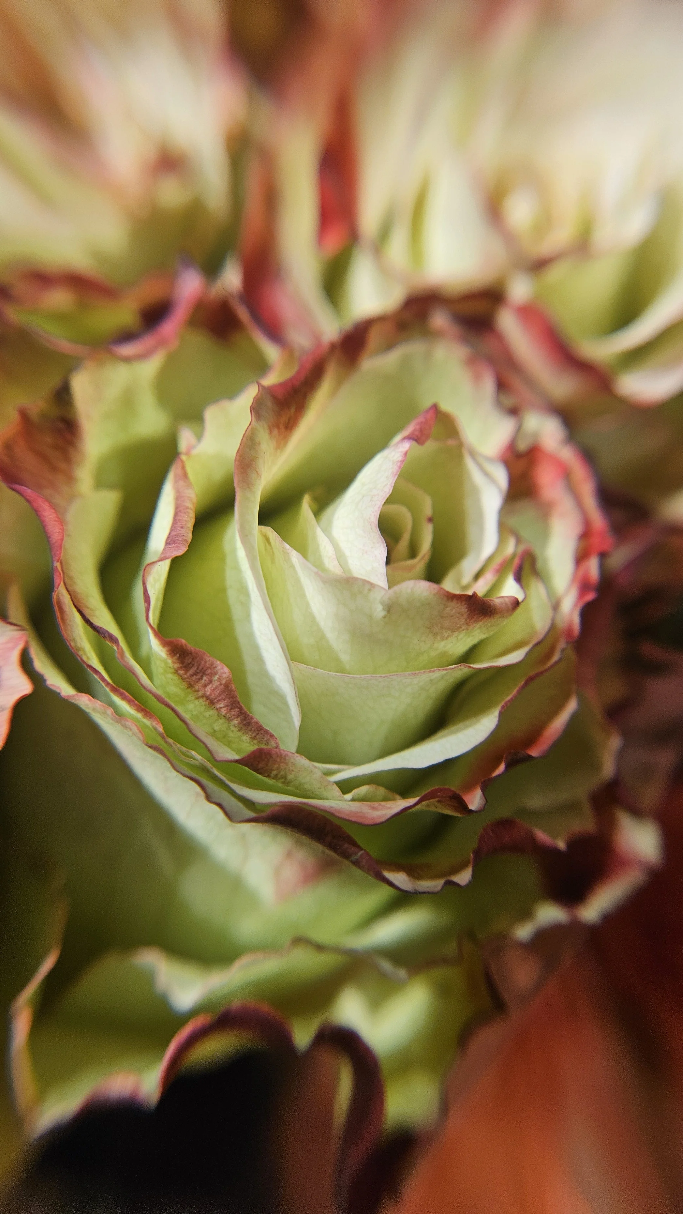 Green(ish) red-tipped rose macro 1