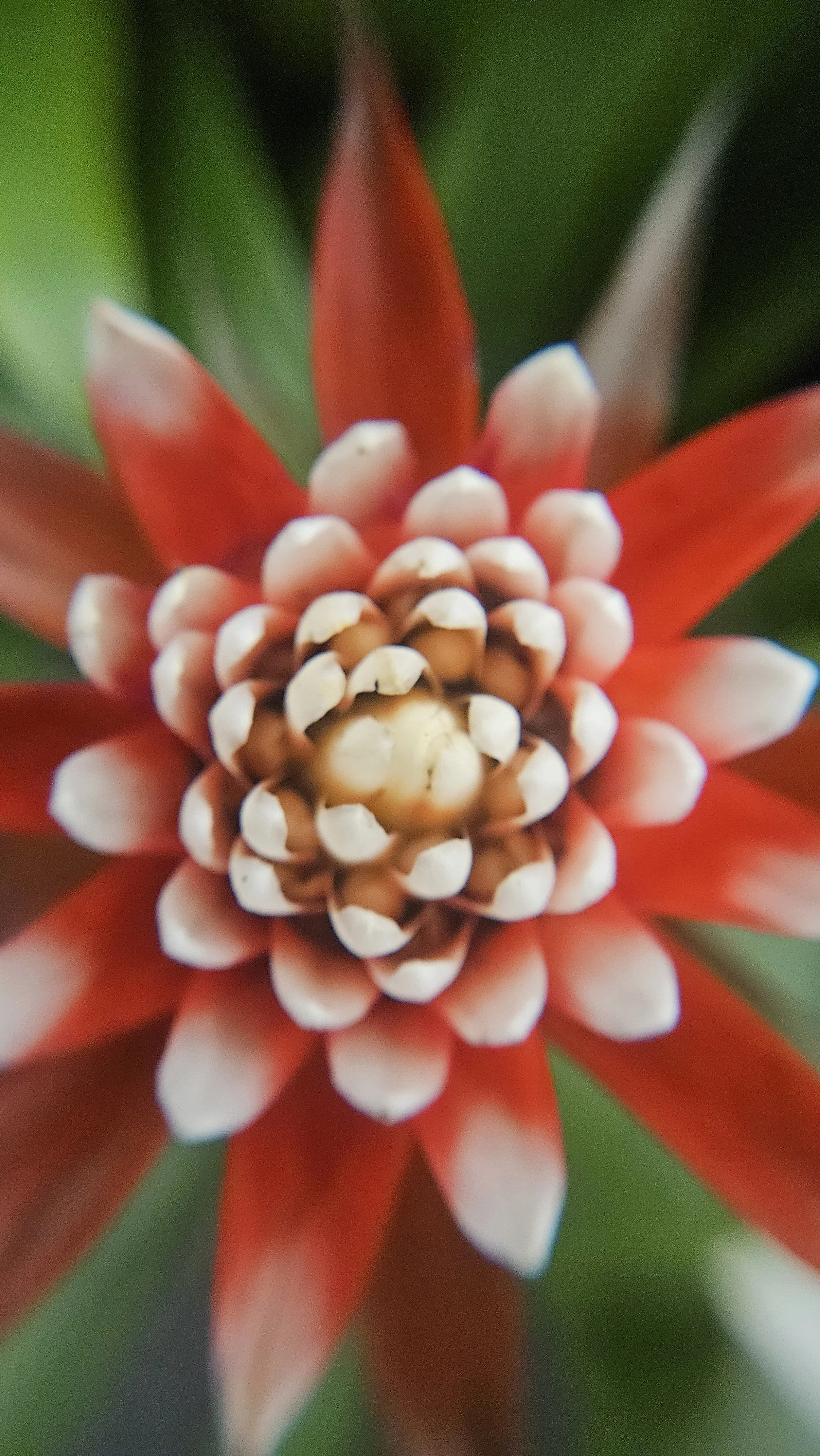 Orange cactus flower macro 2