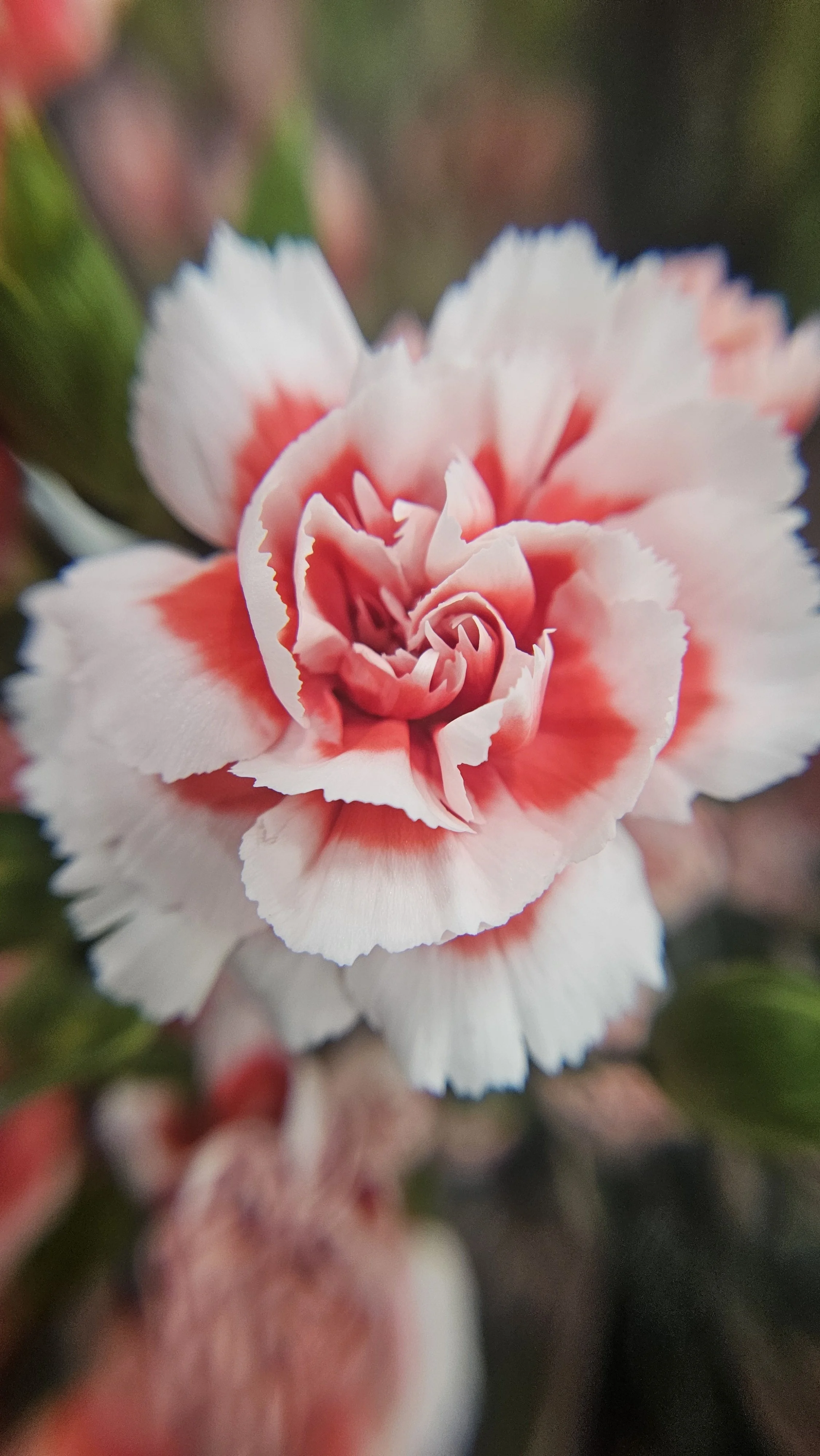 Pink & white Carnation macro