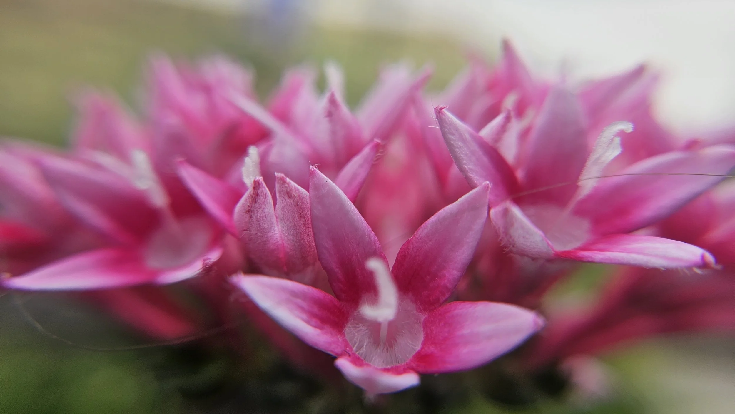 Pink Penta macro 3