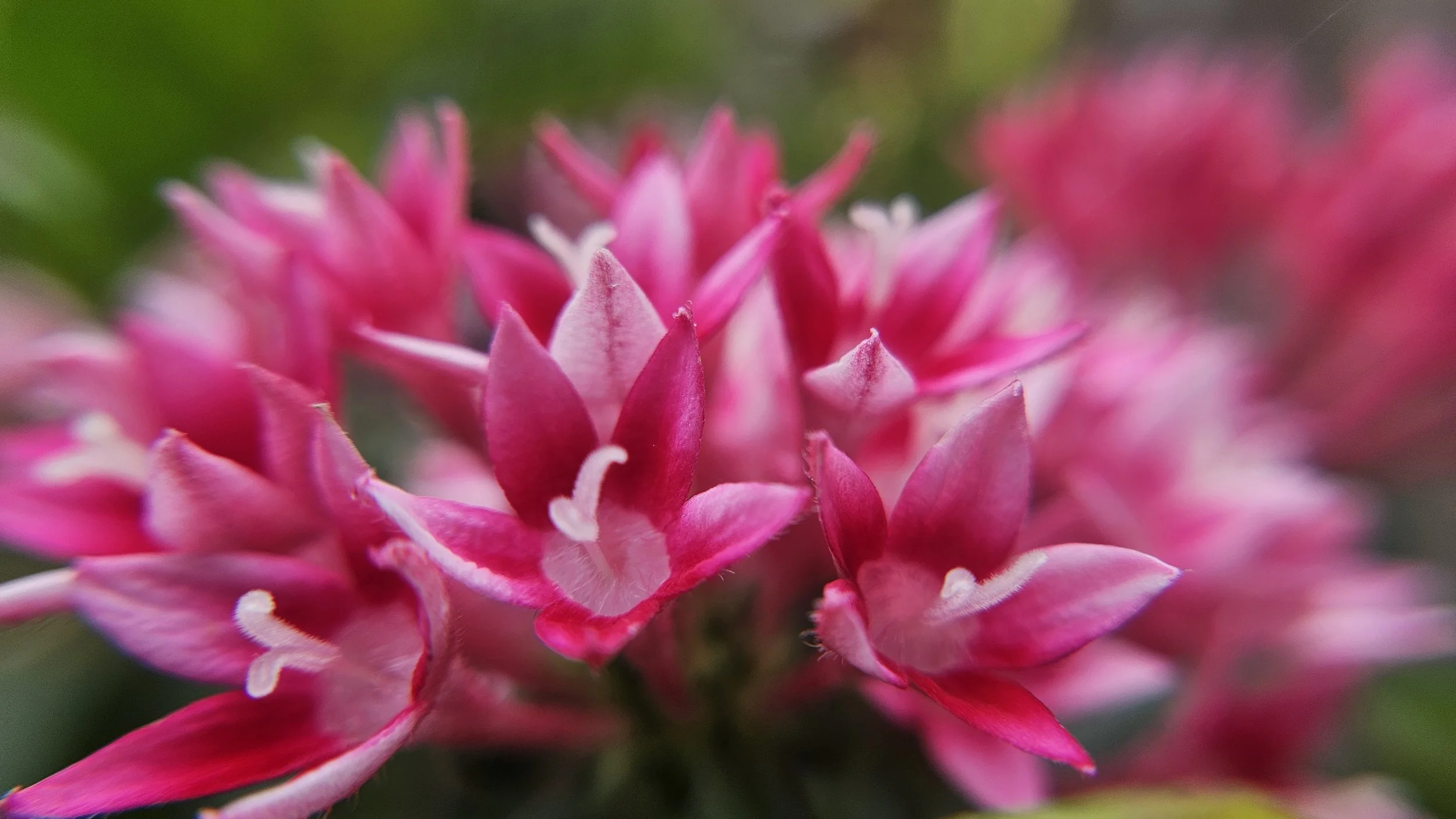 Pink Penta macro 4