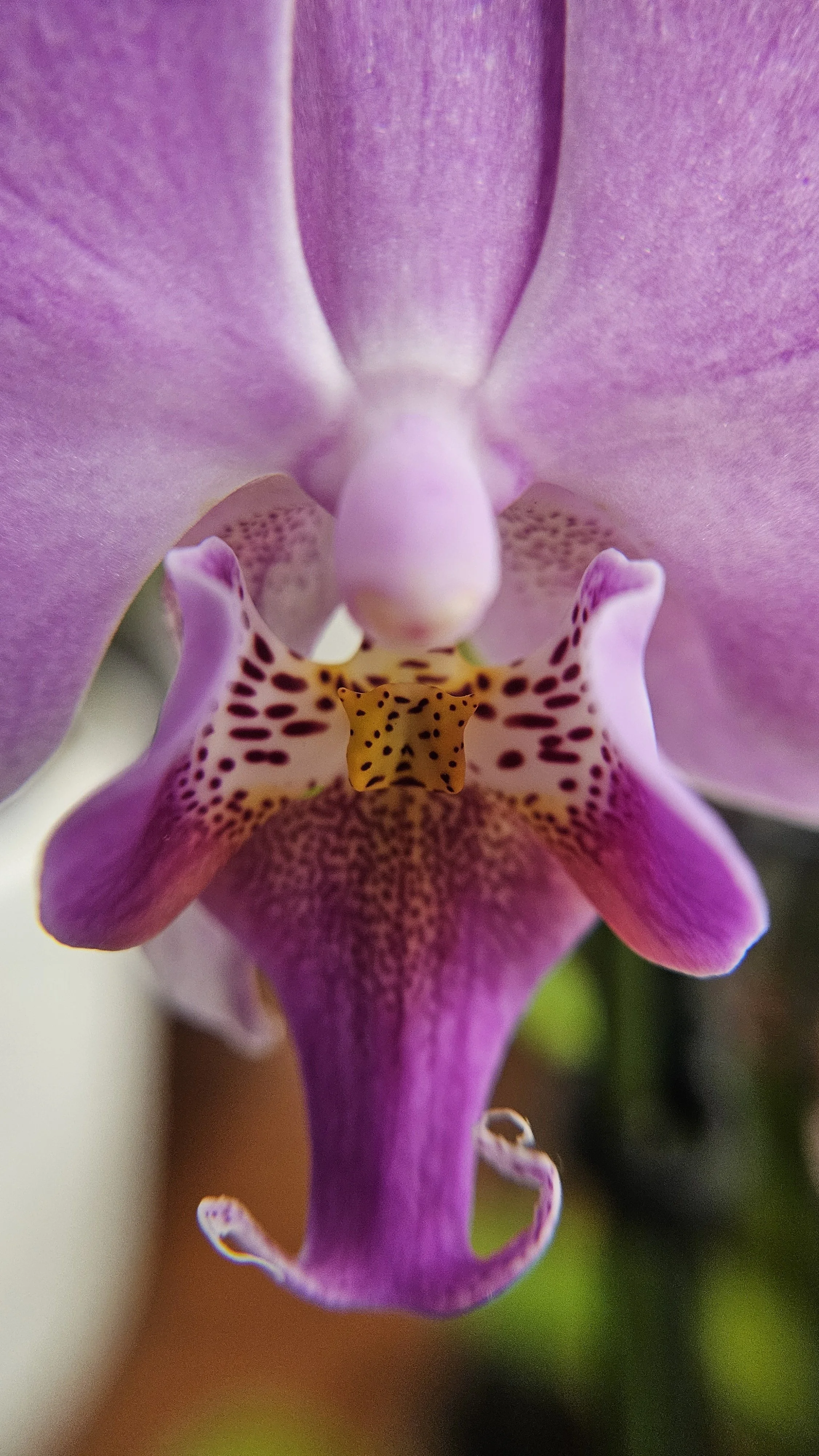 Lavender Moth Orchid macro 2