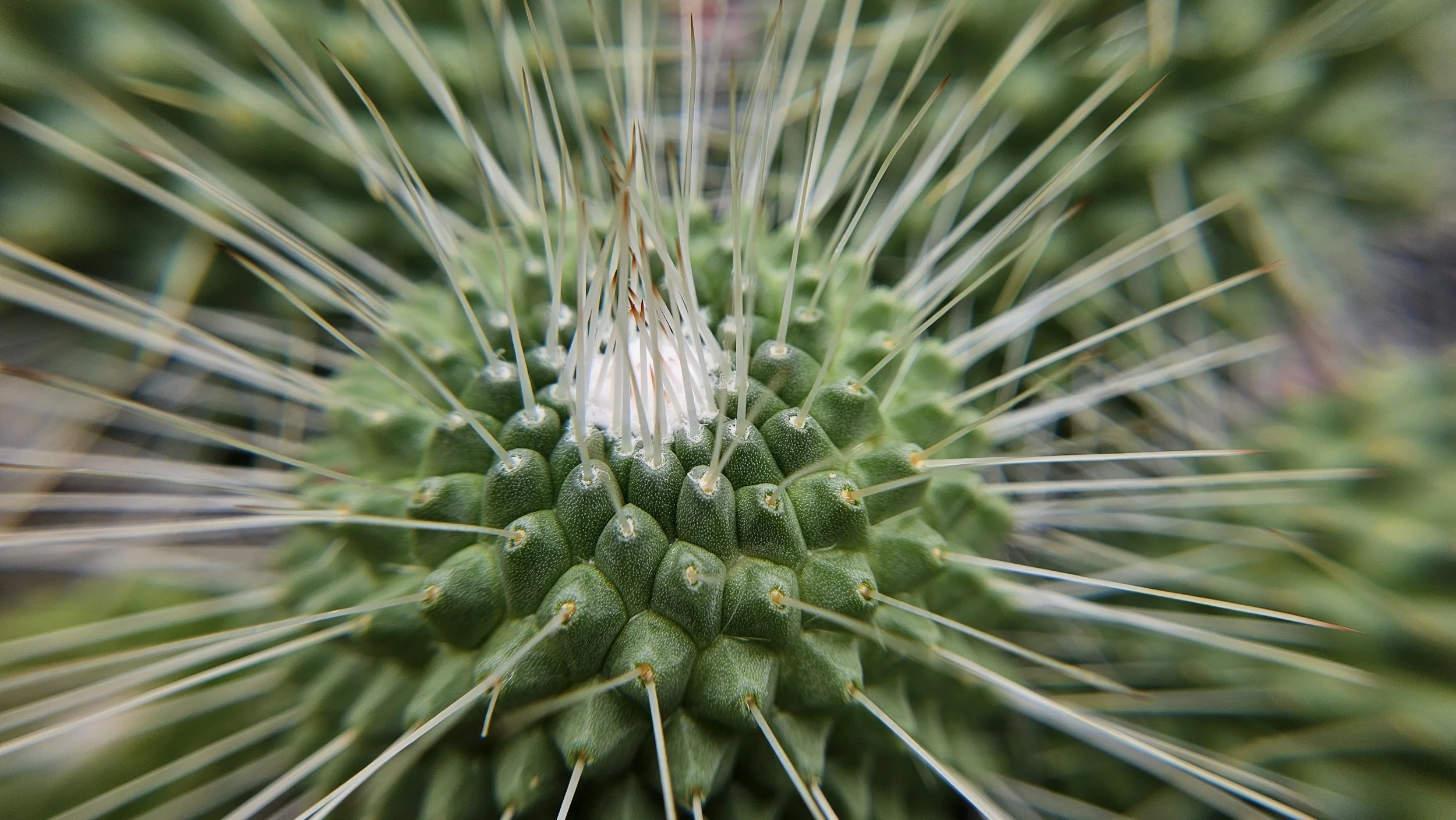 Cactus macro 2