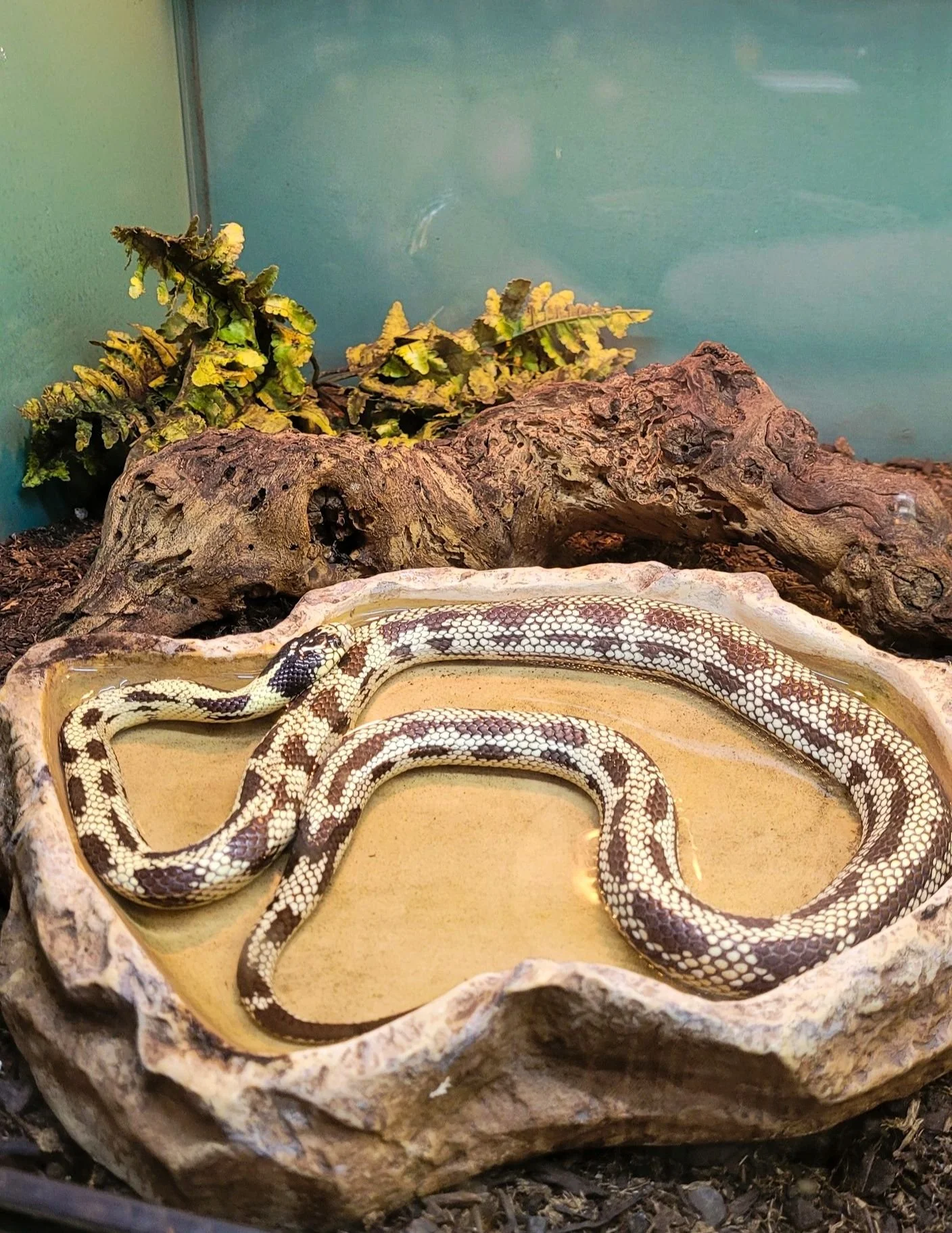 Custom Bioactive Terrarium/Vivarium Builds for your little friend.
