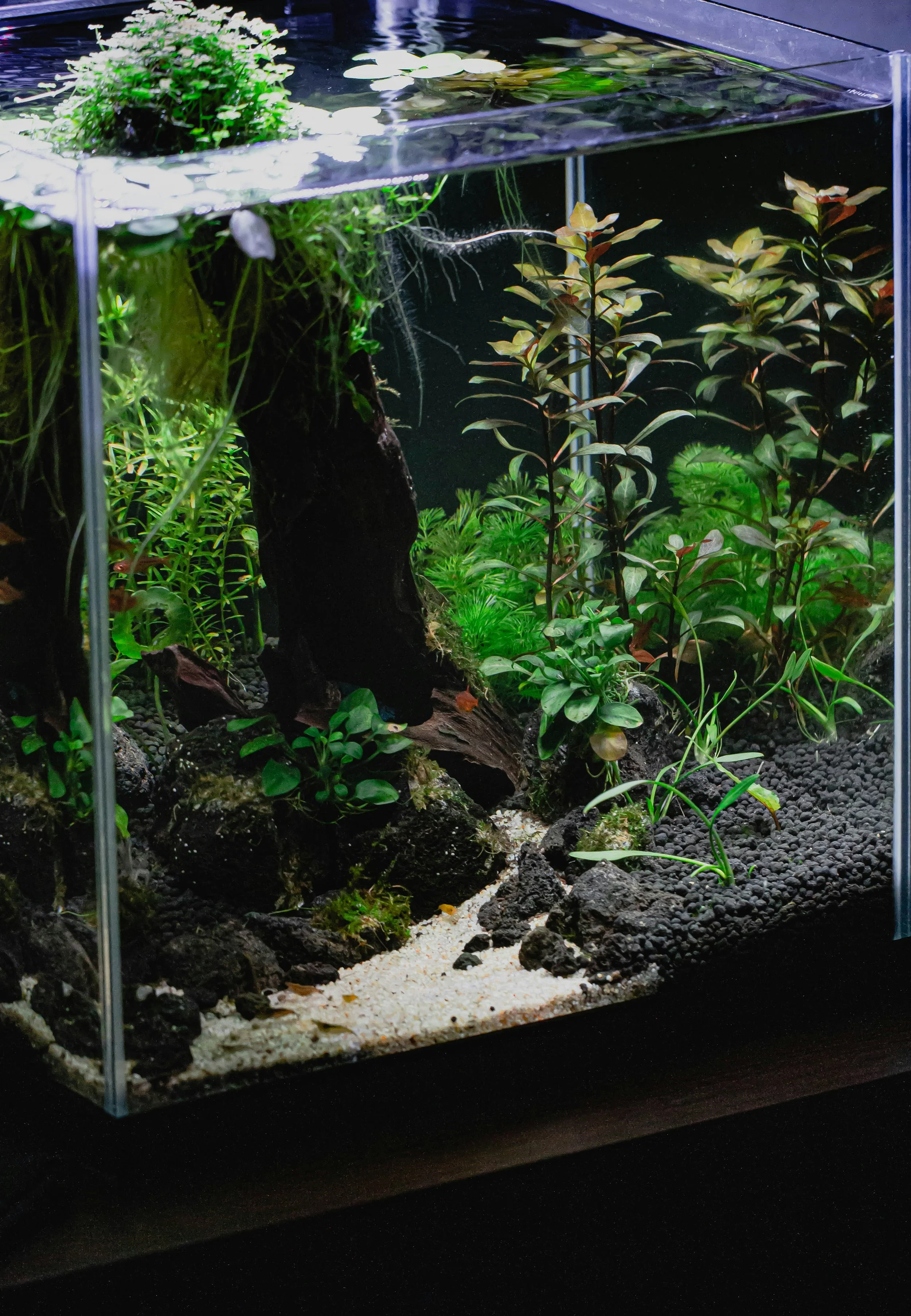 Premium Aquascaped Aquarium,  Designed to be Virtually Self-Maintaining