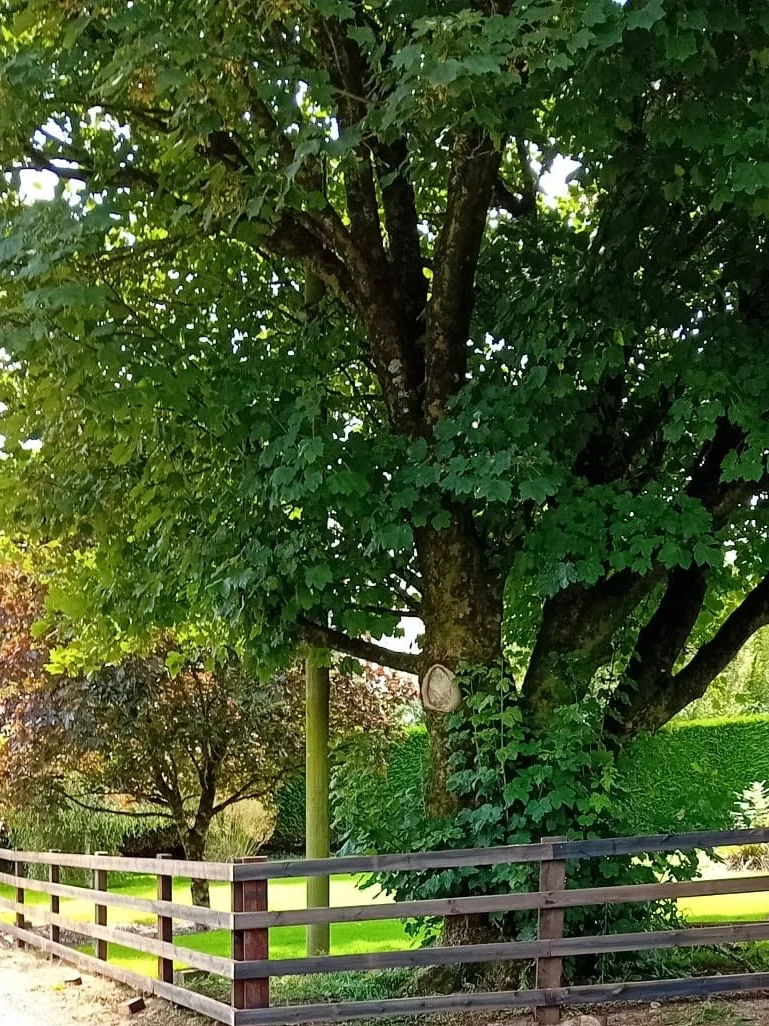 A large green tree with dense foliage in a park, surrounded by a wooden fence, with a smaller tree in the background and sunny weather.