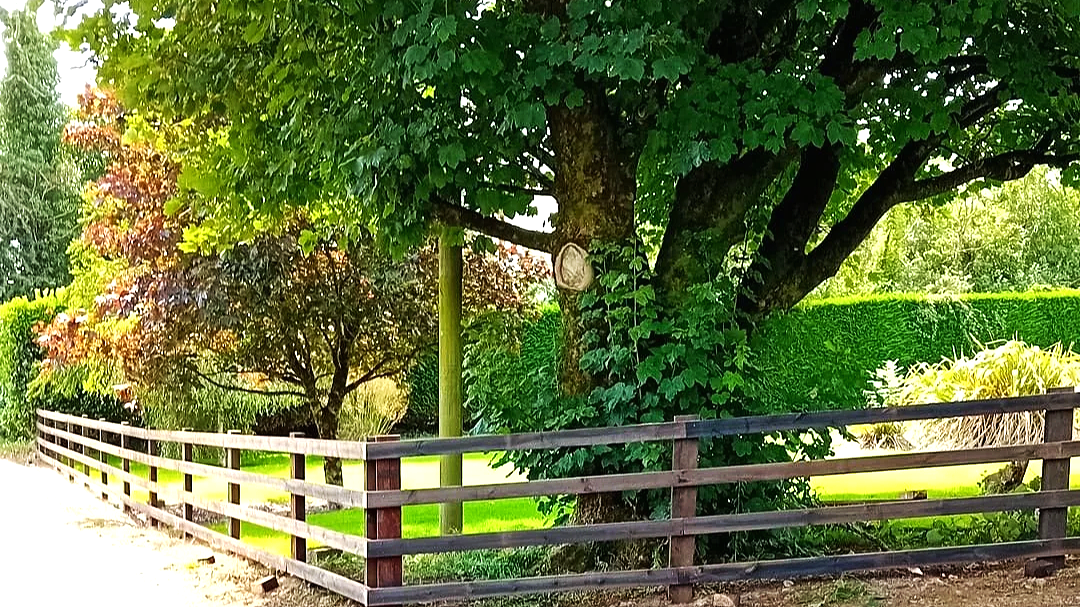 A large tree with green leaves and climbing vines, surrounded by manicured grass and other smaller trees, with a wooden fence along a dirt or gravel path in a park or garden setting.