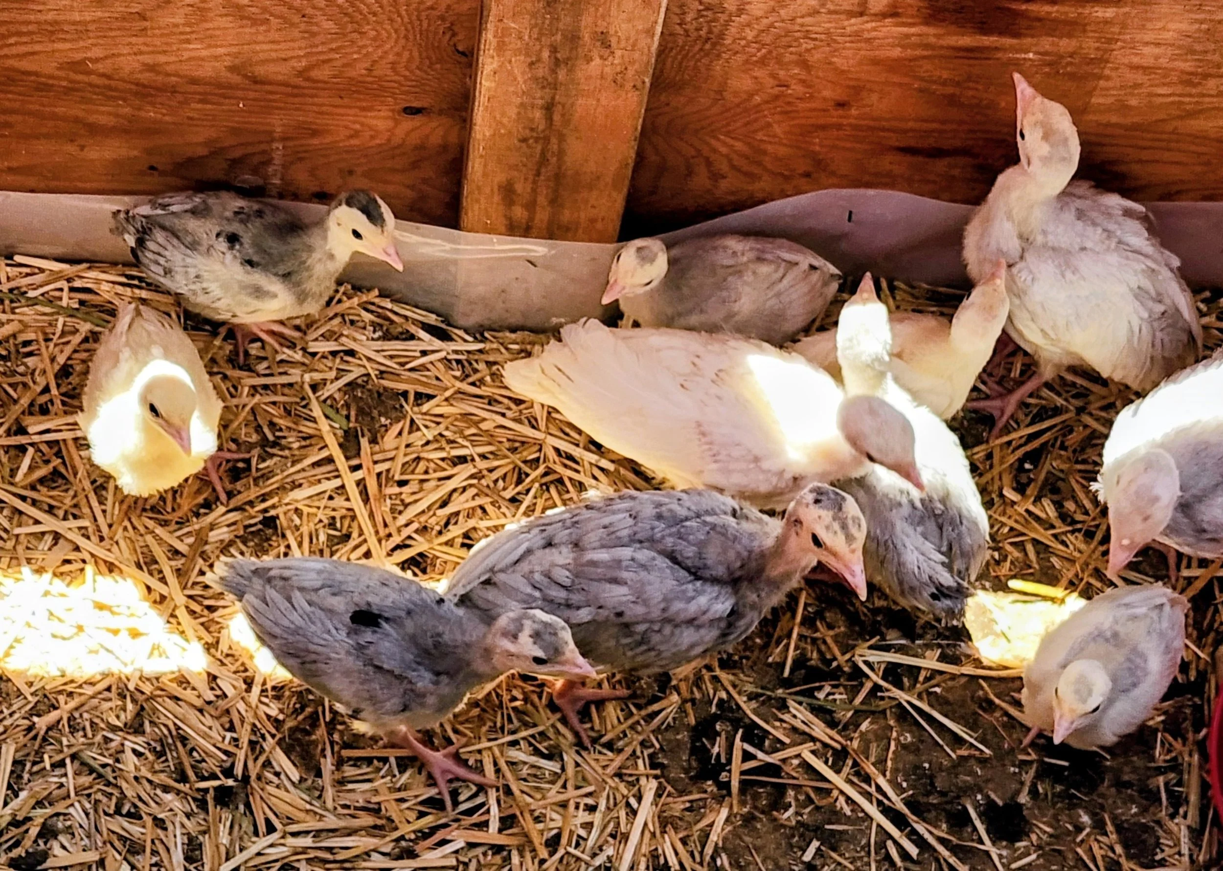 Group of baby ducks and chickens on straw bedding, inside a barn or coop with wooden walls.