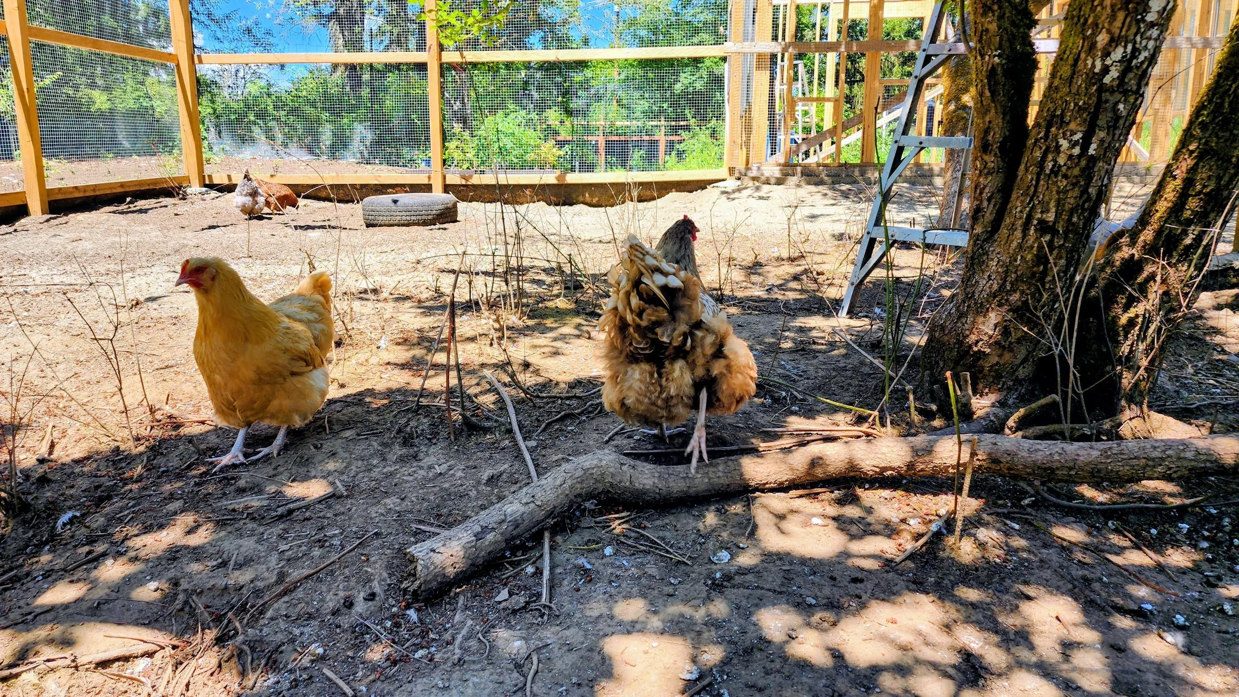 A chicken coop with a dirt floor, a tire, and three chickens; two are yellow and one is brown and black, near trees in a sunny outdoor setting.