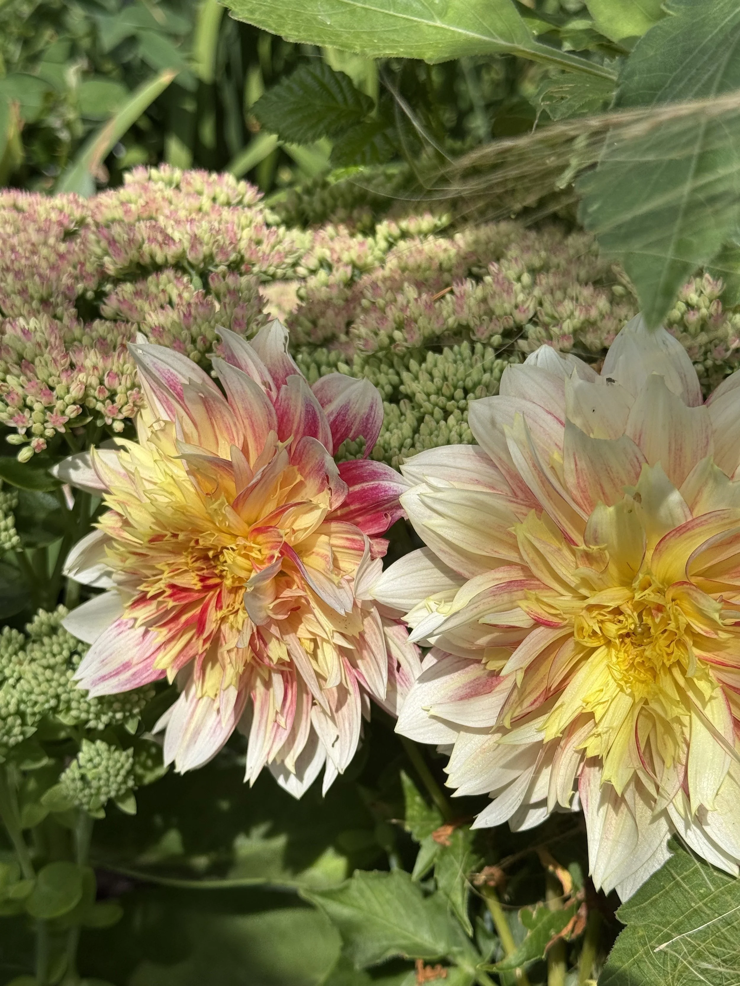 Fall Flower Subscription