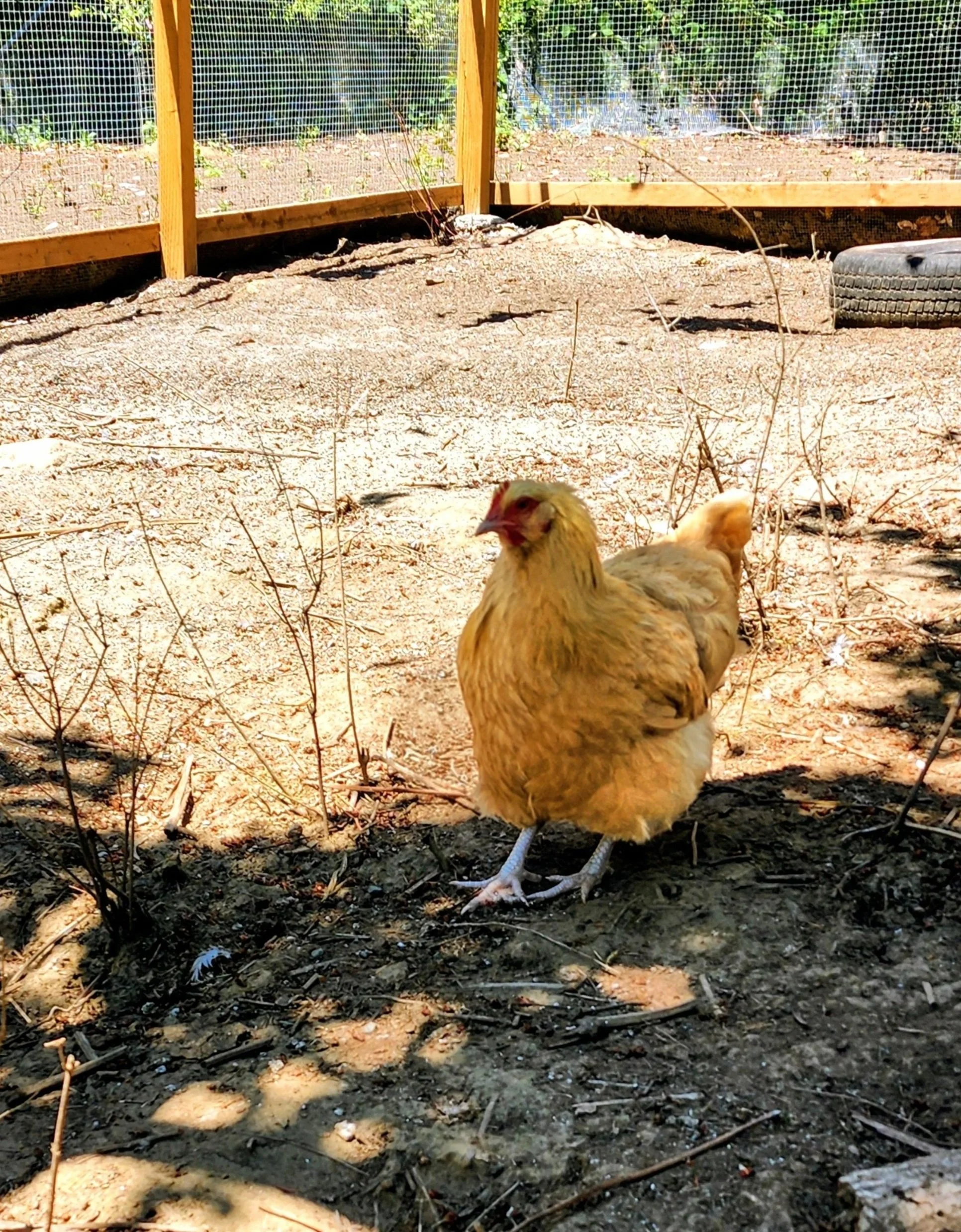 A chicken standing on dirt ground inside a fenced outdoor enclosure with a wooden frame and wire mesh, with some plants and trees in the background.
