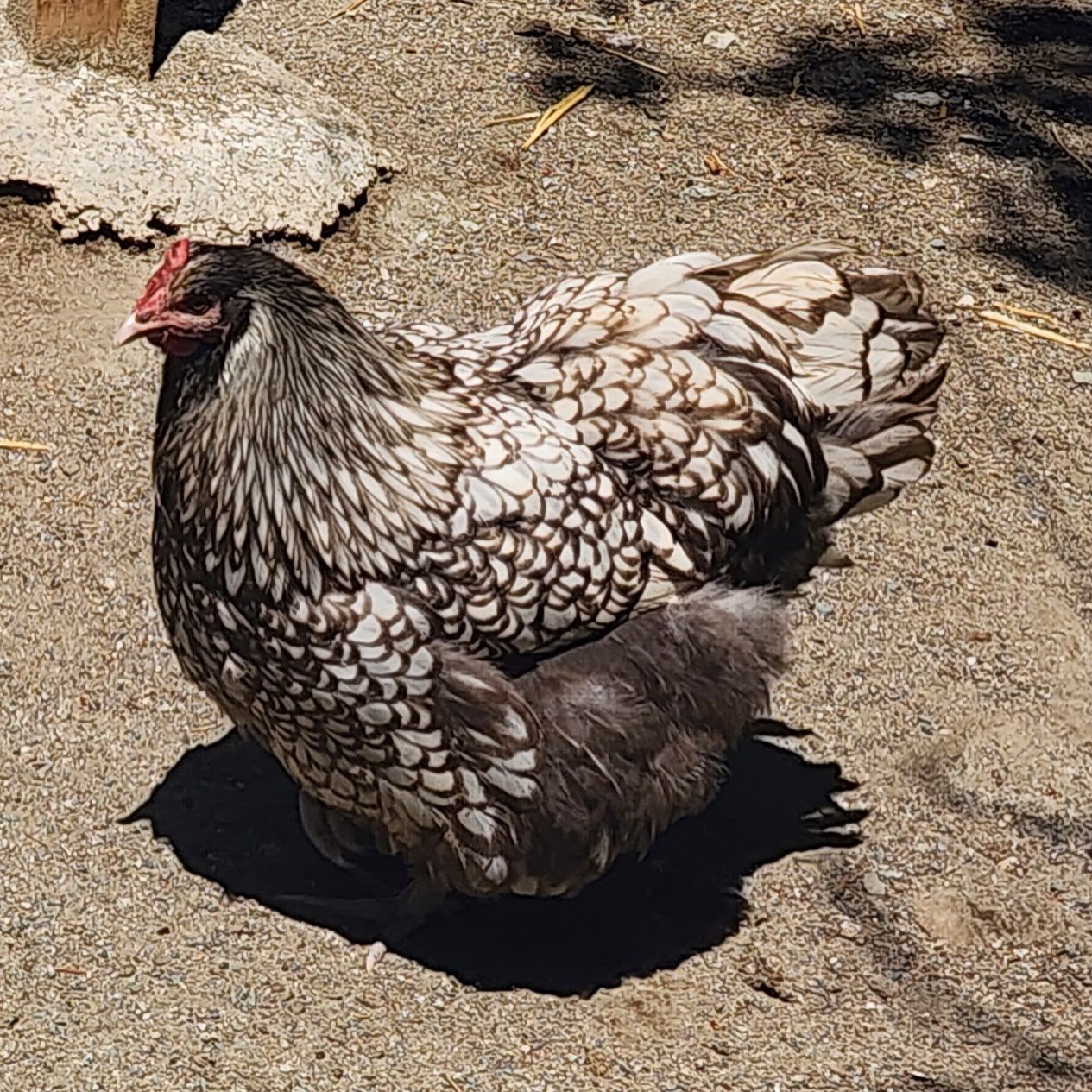 A decorative chicken with black and white patterned feathers sitting on the sandy ground.