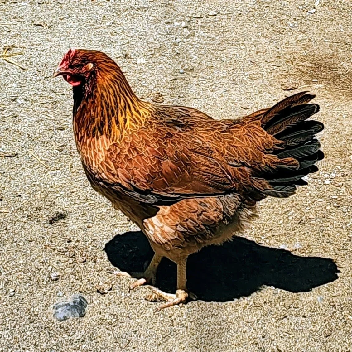 A brown hen standing on sand, casting a dark shadow.