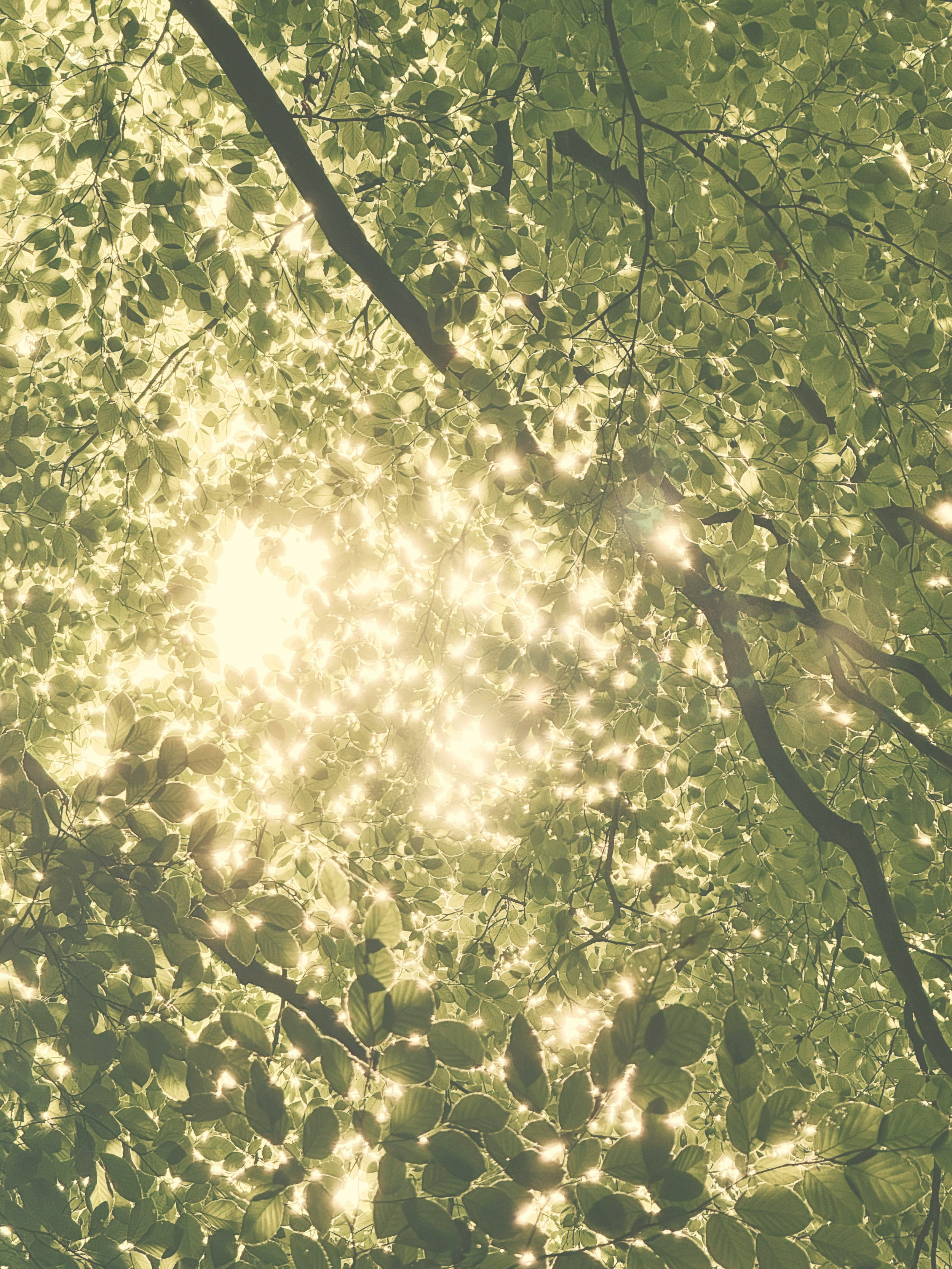 Light through the leaves