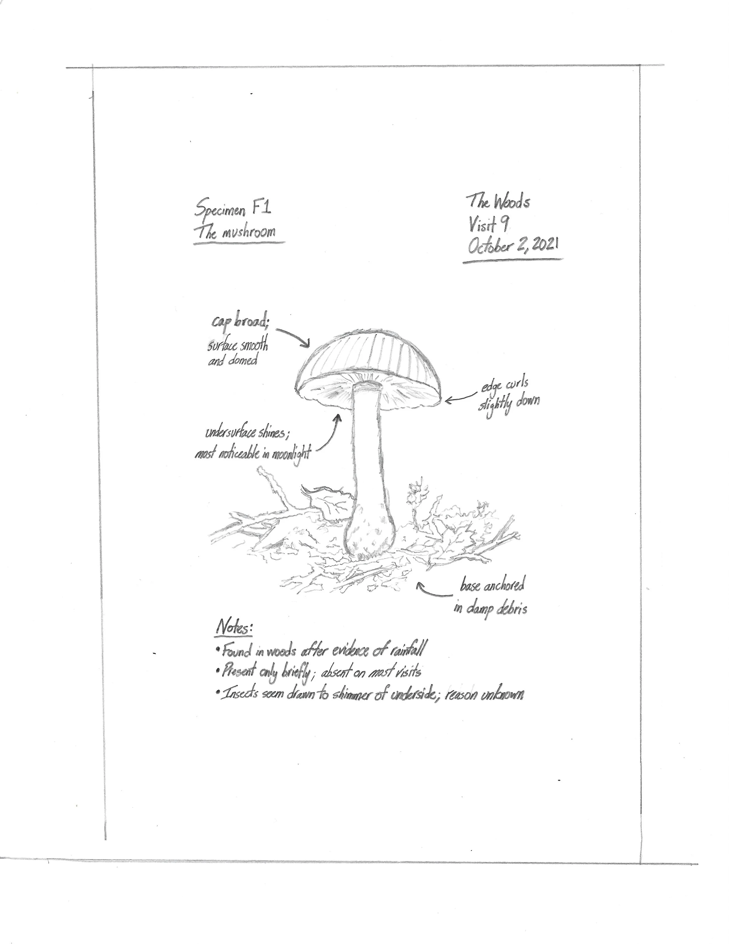 Tulip - Field Notes - The Mushroom.jpeg