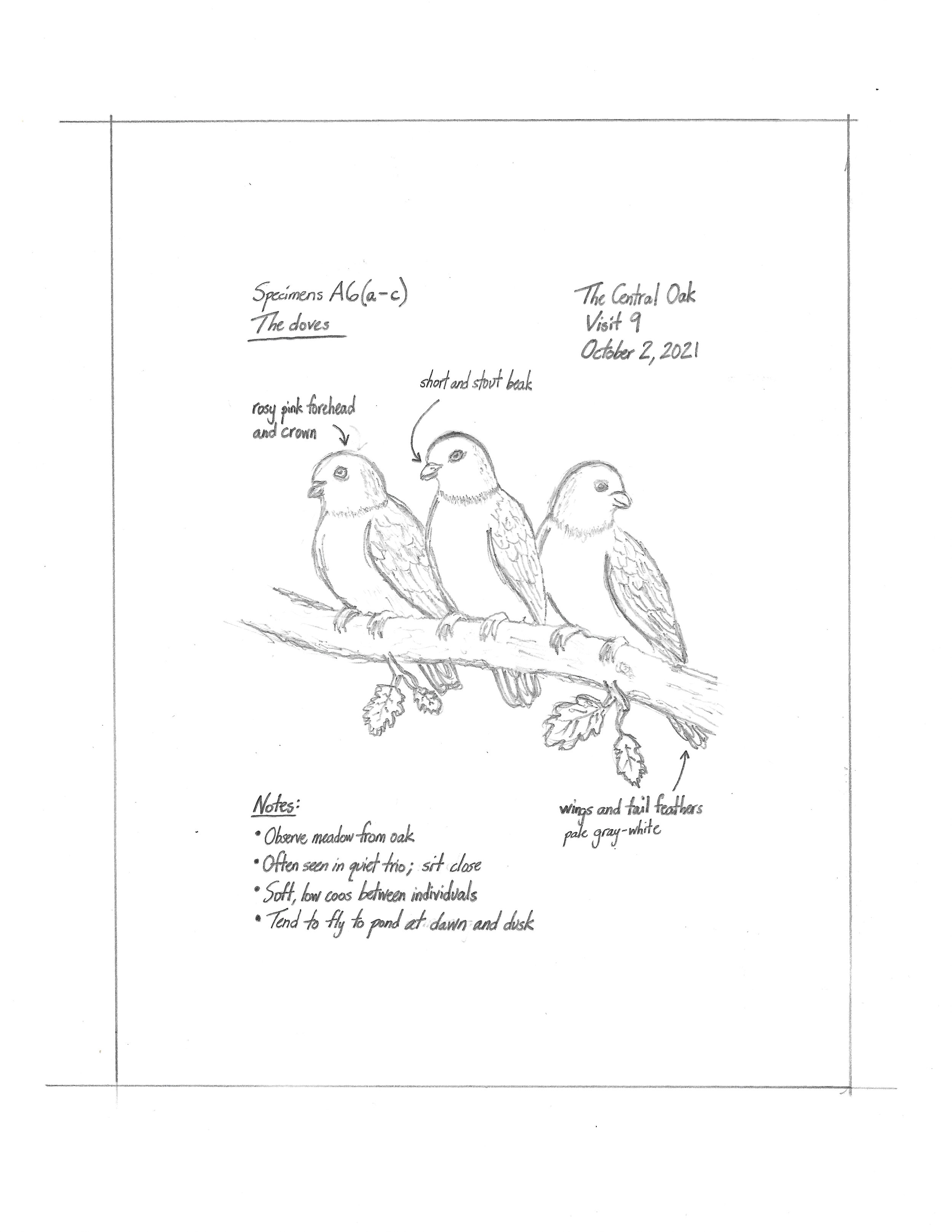 Tulip - Field Notes - The Doves.jpeg