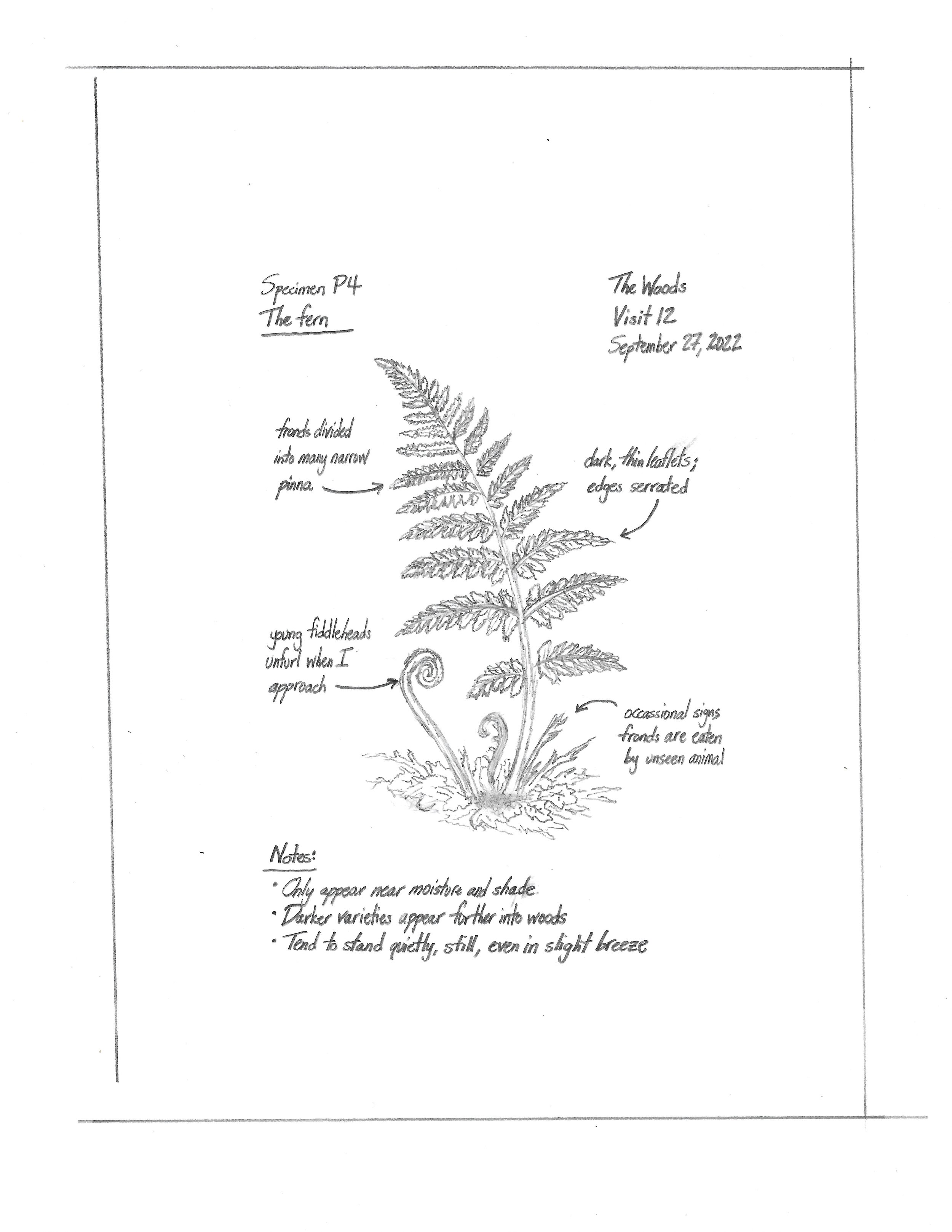 Tulip - Field Notes - The Fern.jpeg